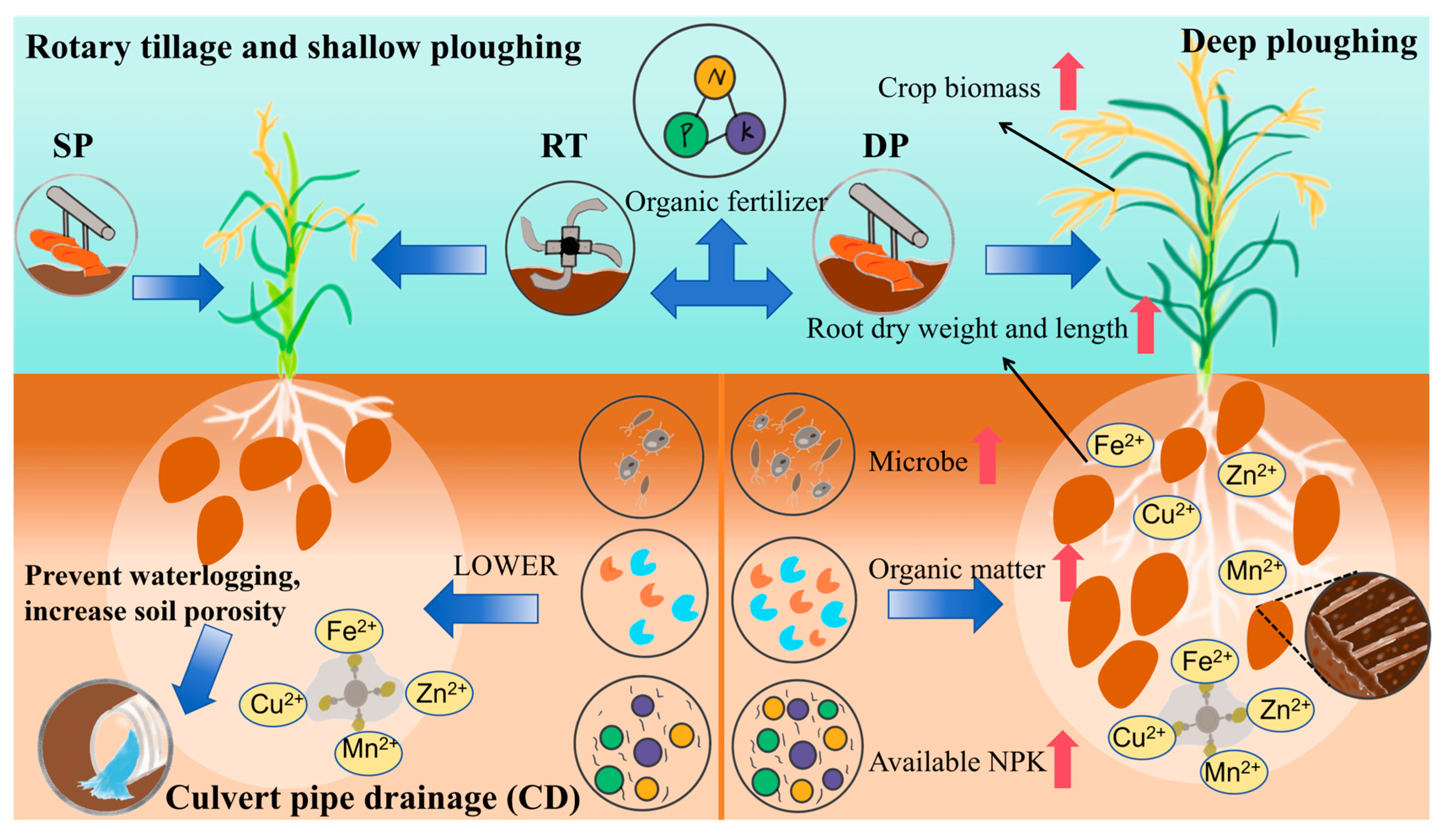 Agriculture 15 01145 g006