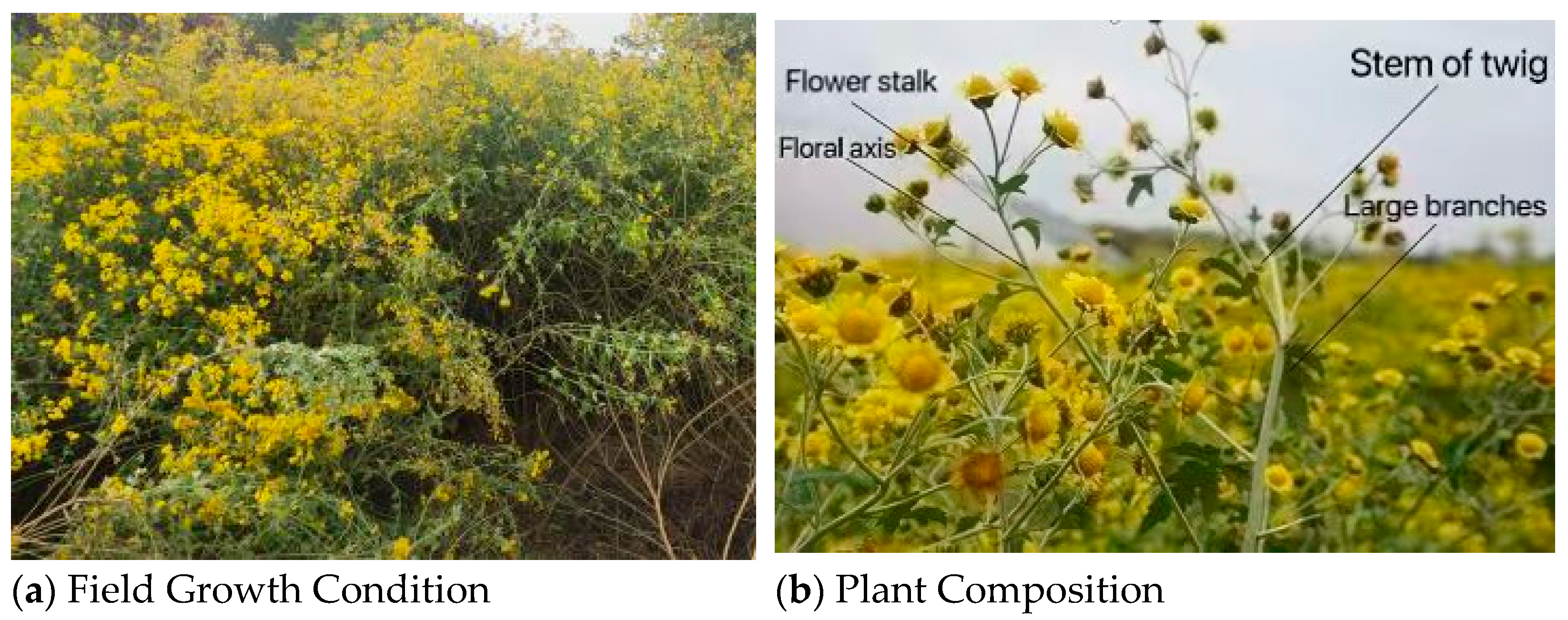 Agriculture 15 01147 g003