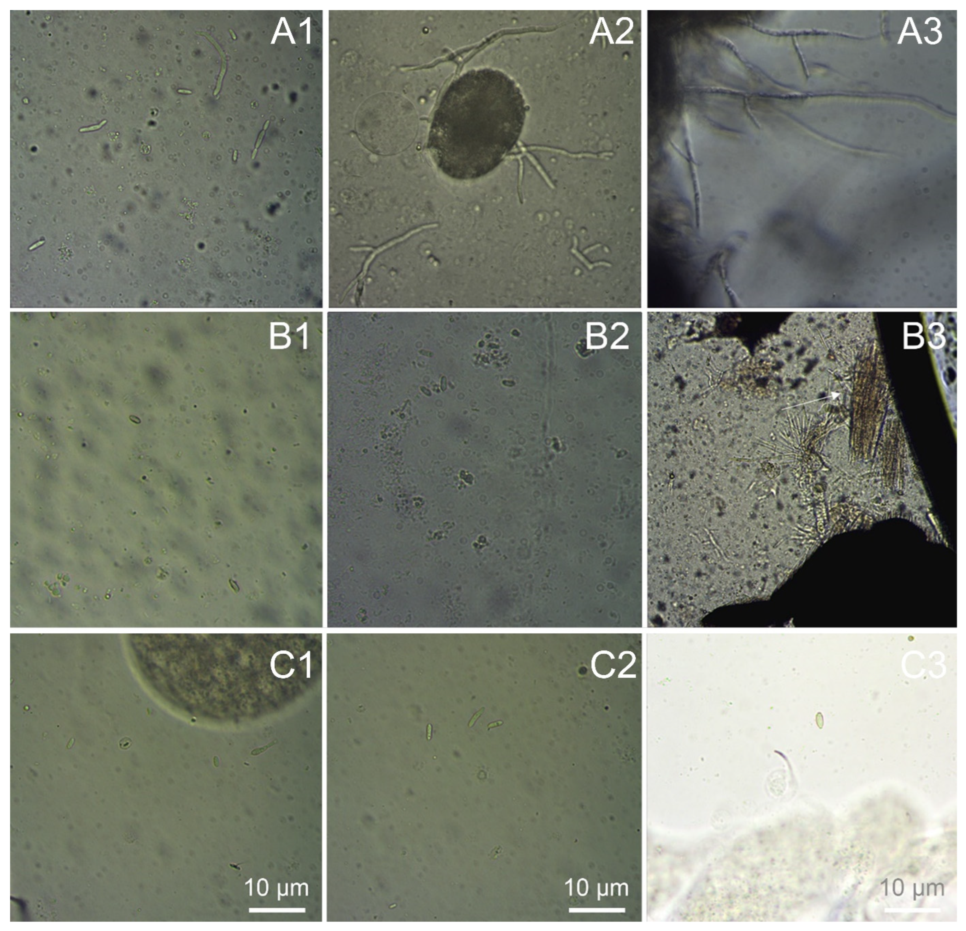 Agriculture 15 01188 g003