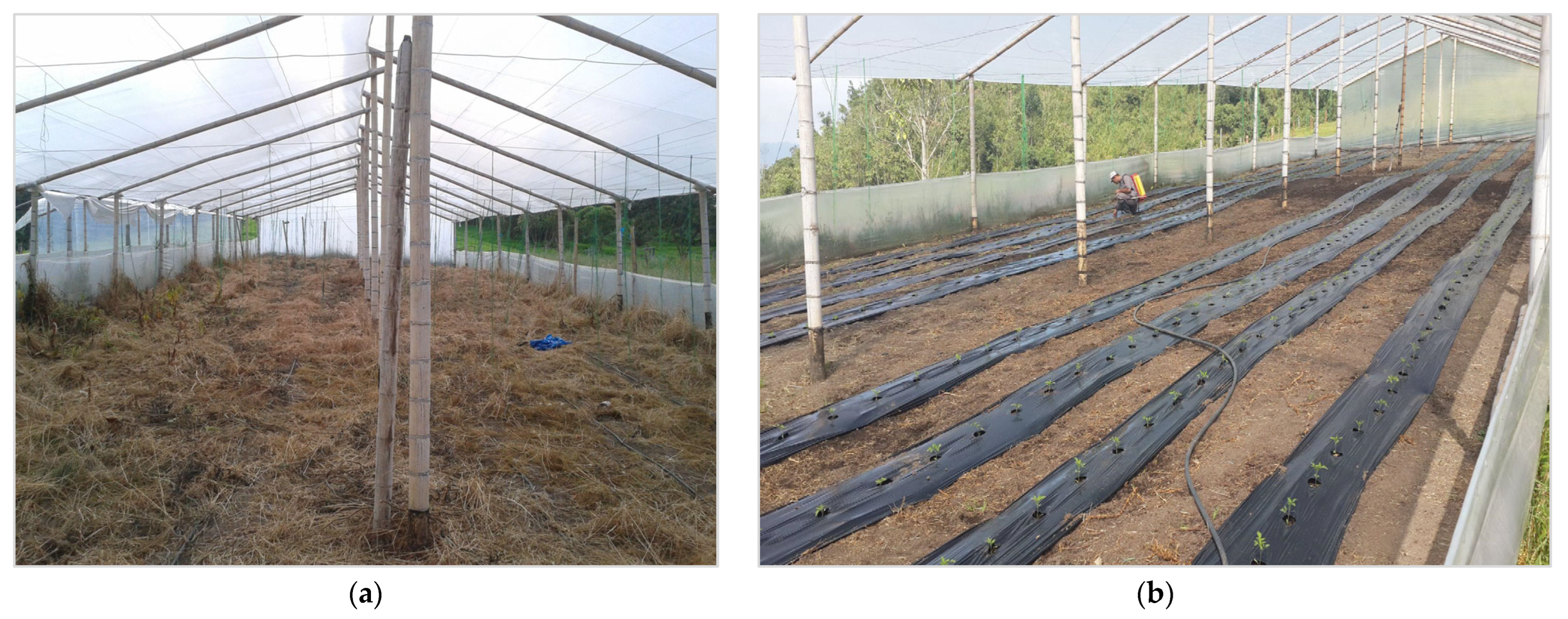 Agriculture 15 01191 g001