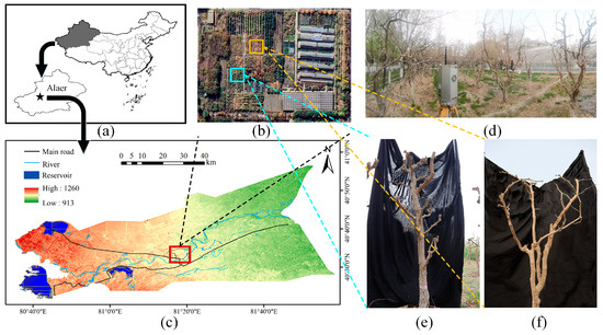 Morphological Estimation of Primary Branch Inclination