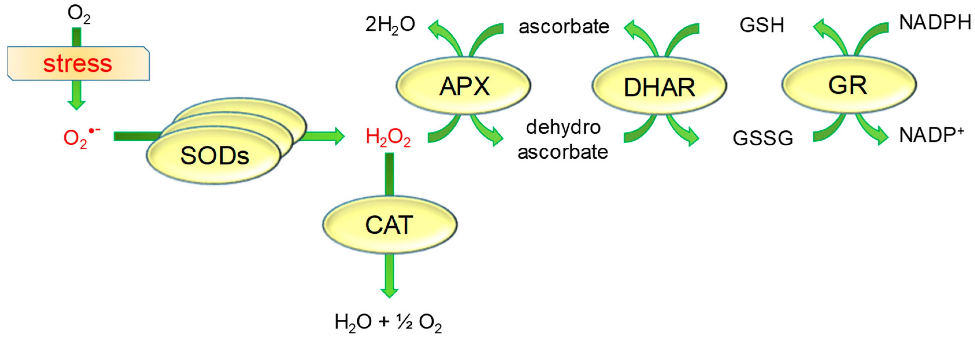 Agriculture 15 01234 g004