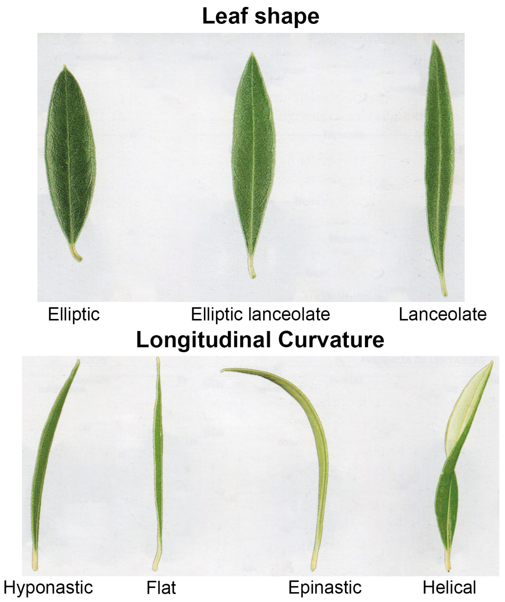 Agriculture 15 01237 g001