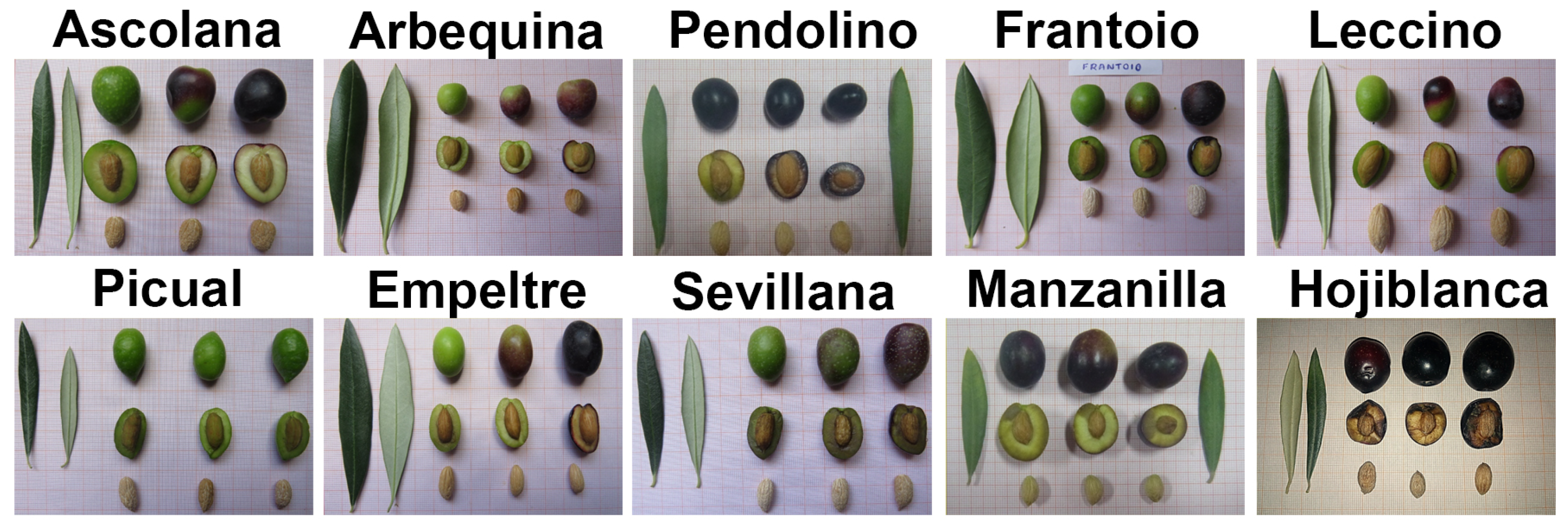 Agriculture 15 01237 g005