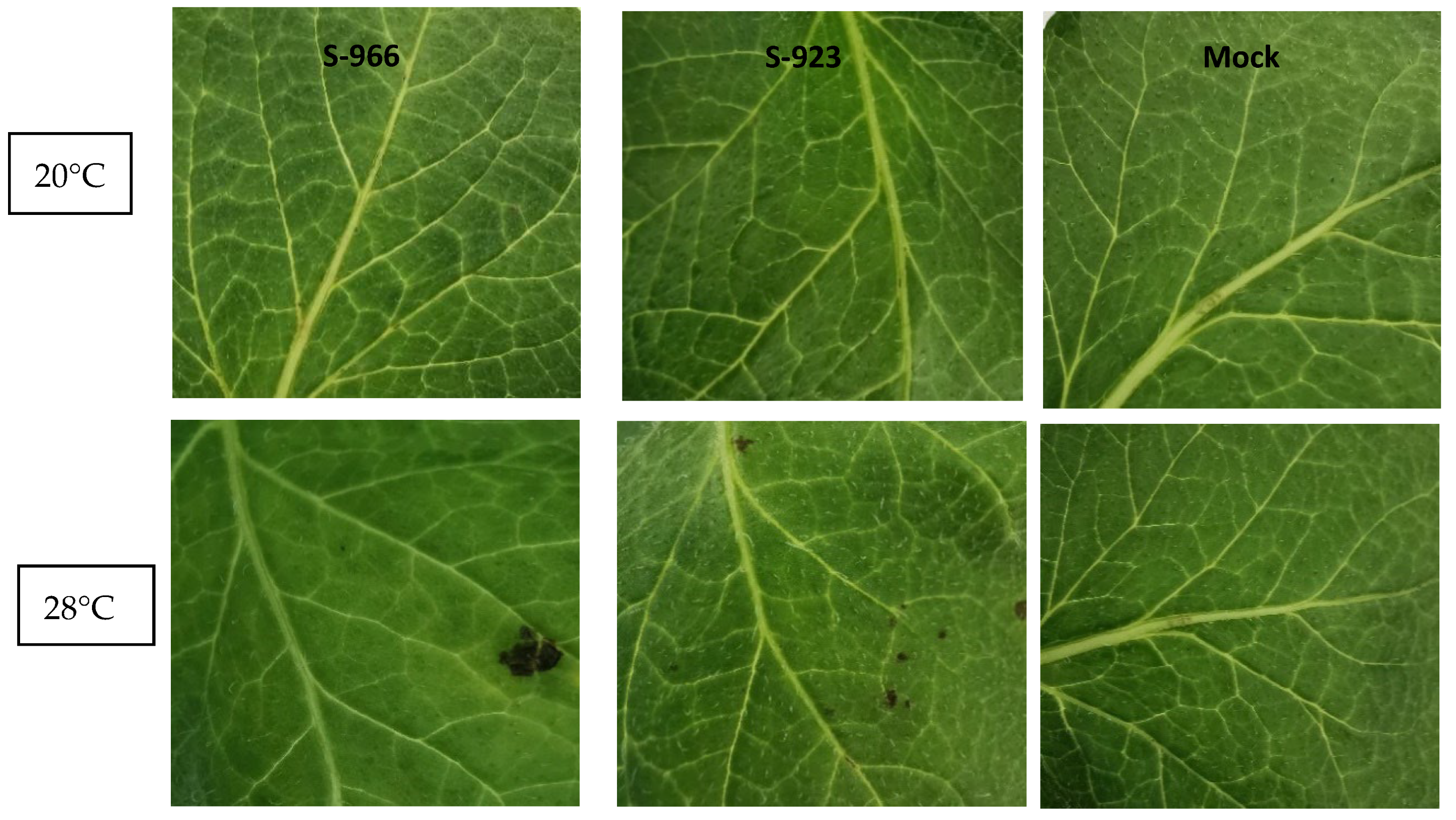 Agriculture 15 01239 g003