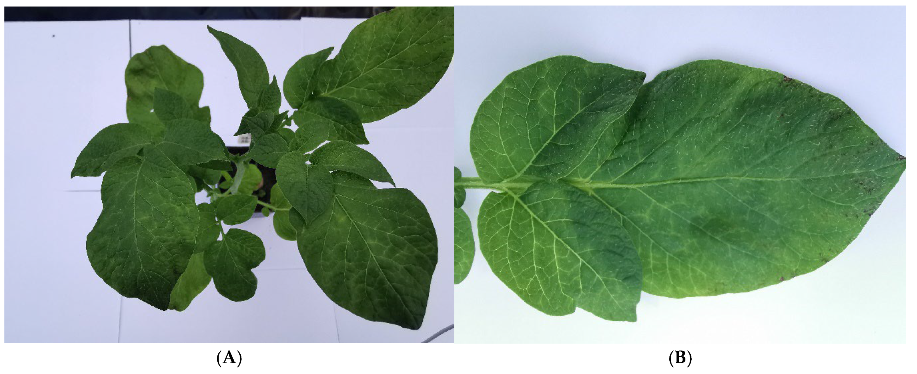 Agriculture 15 01239 g004