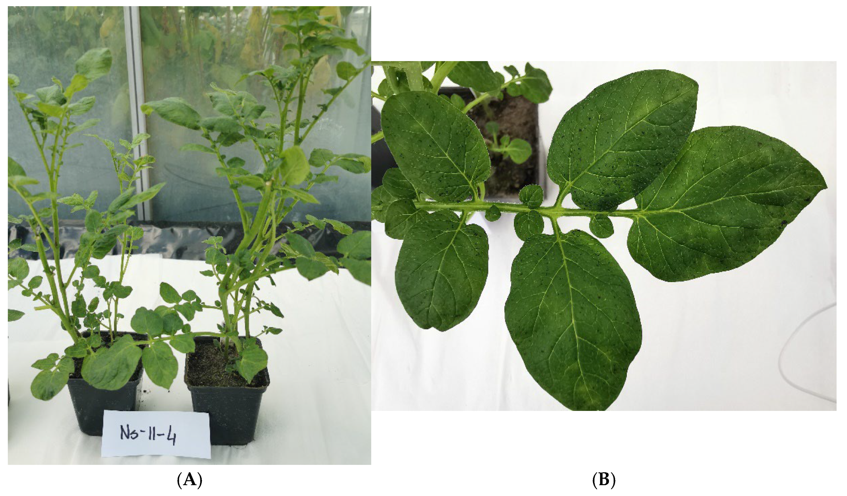 Agriculture 15 01239 g005