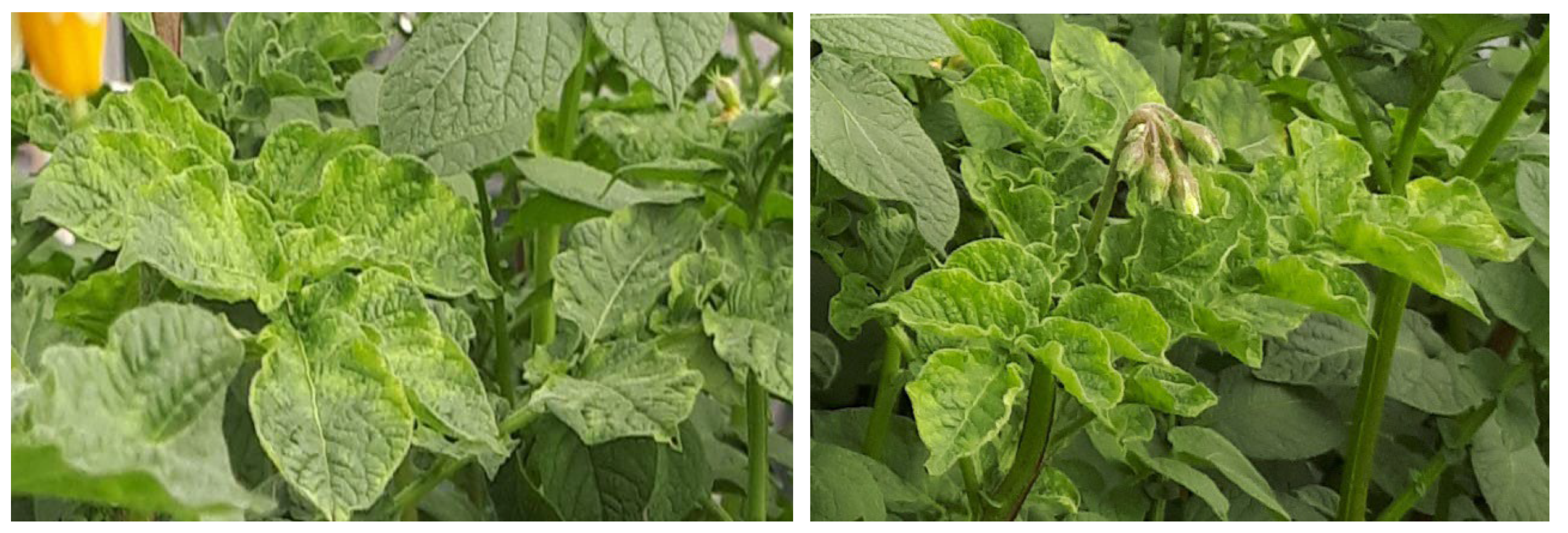 Agriculture 15 01239 g006