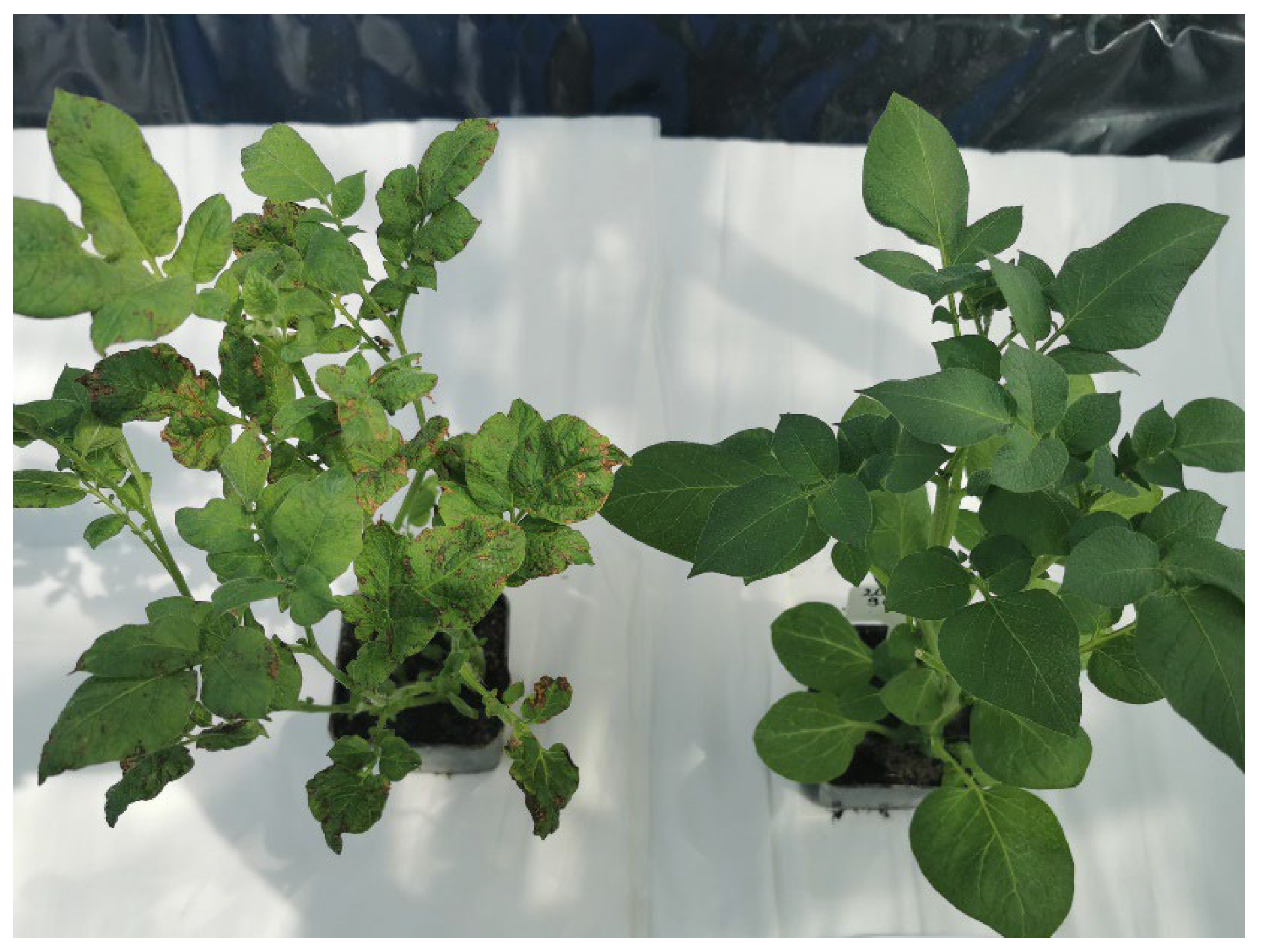 Agriculture 15 01239 g007