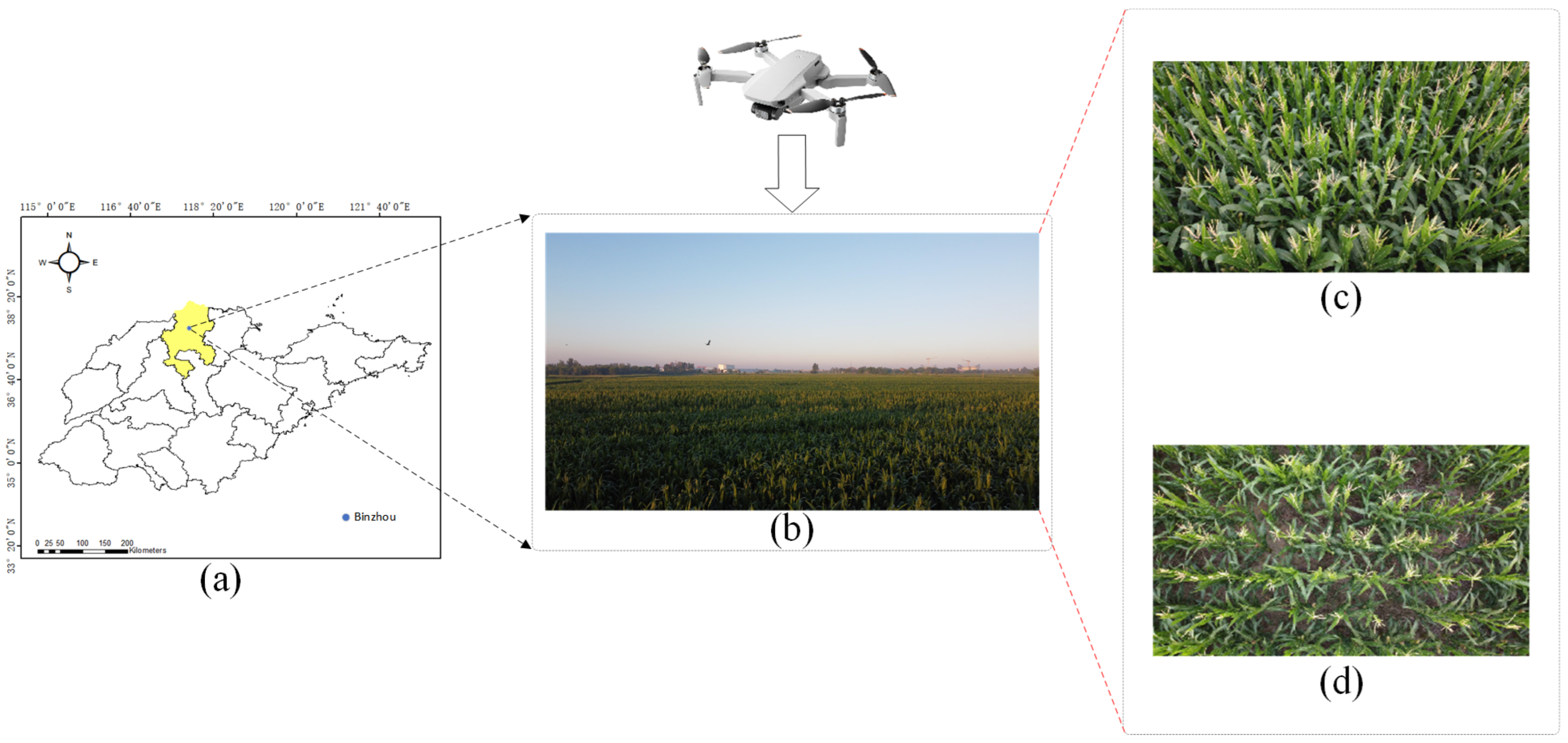 Agriculture 15 01259 g001