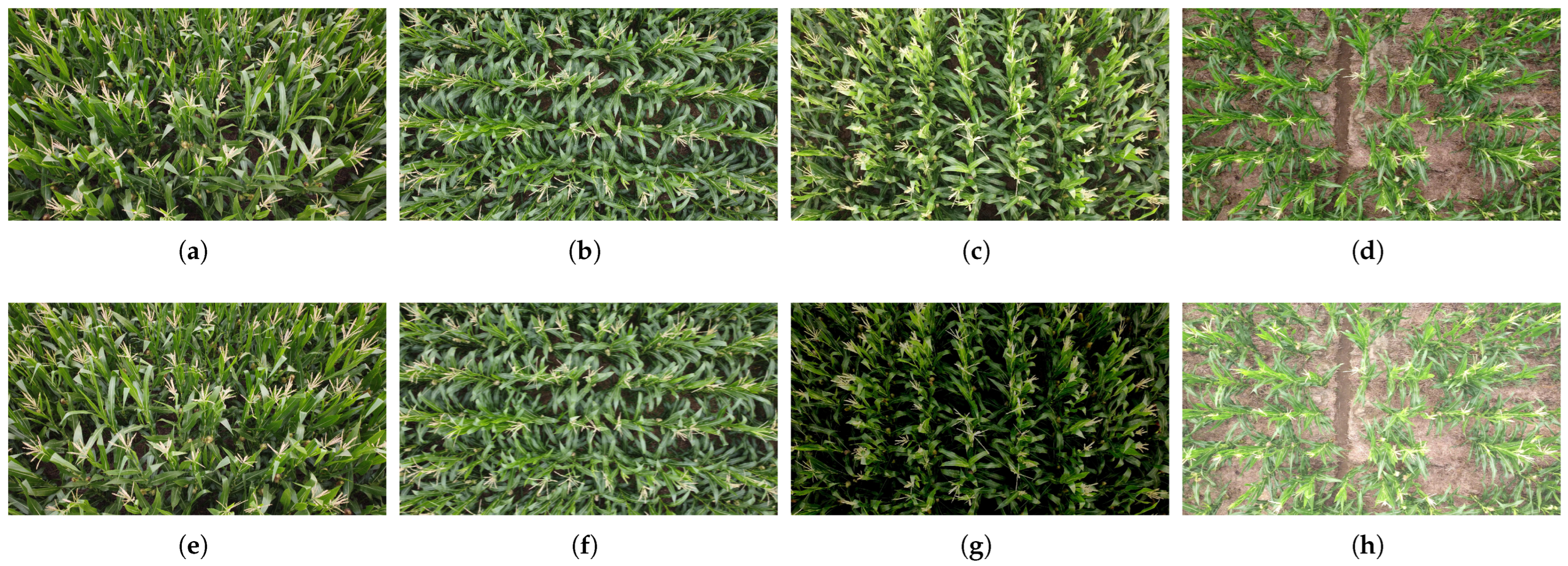 Agriculture 15 01259 g003