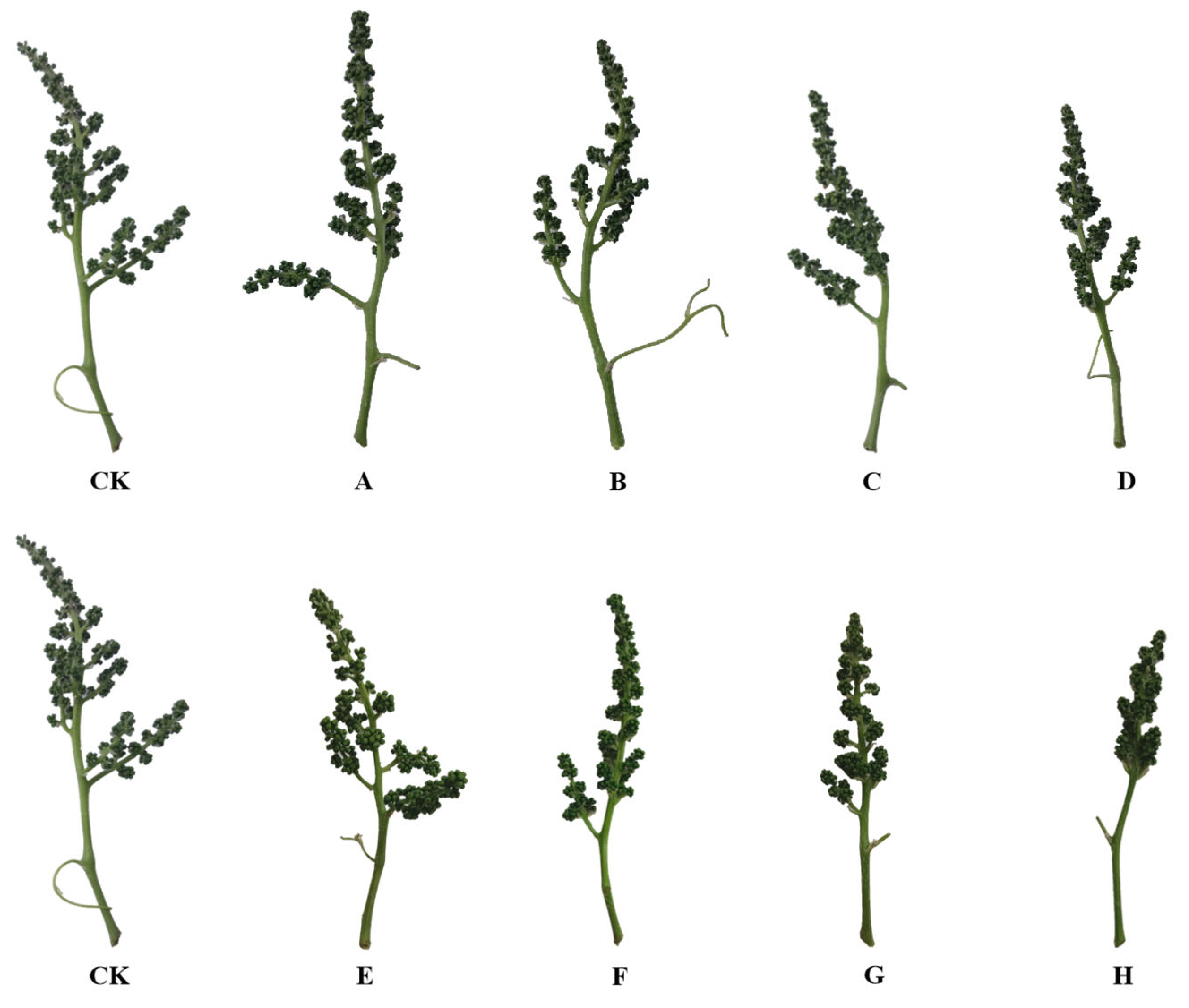 Agriculture 15 01267 g004