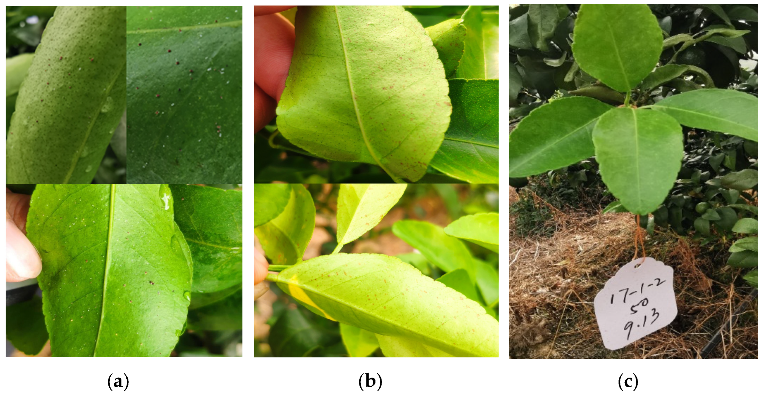 Agriculture 15 01283 g011