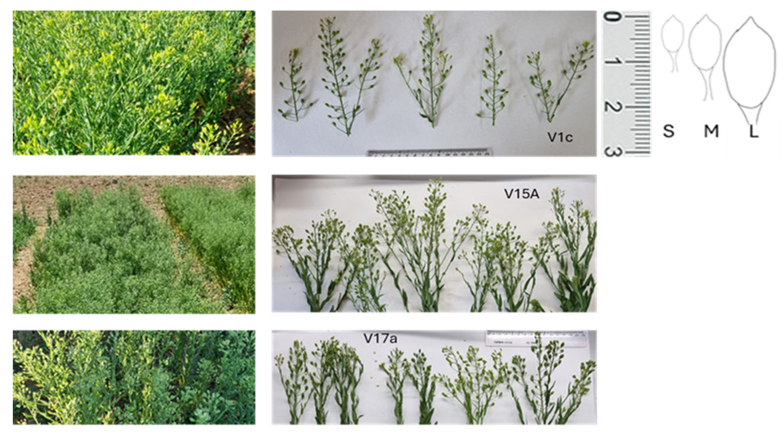 Agriculture 15 01305 g003