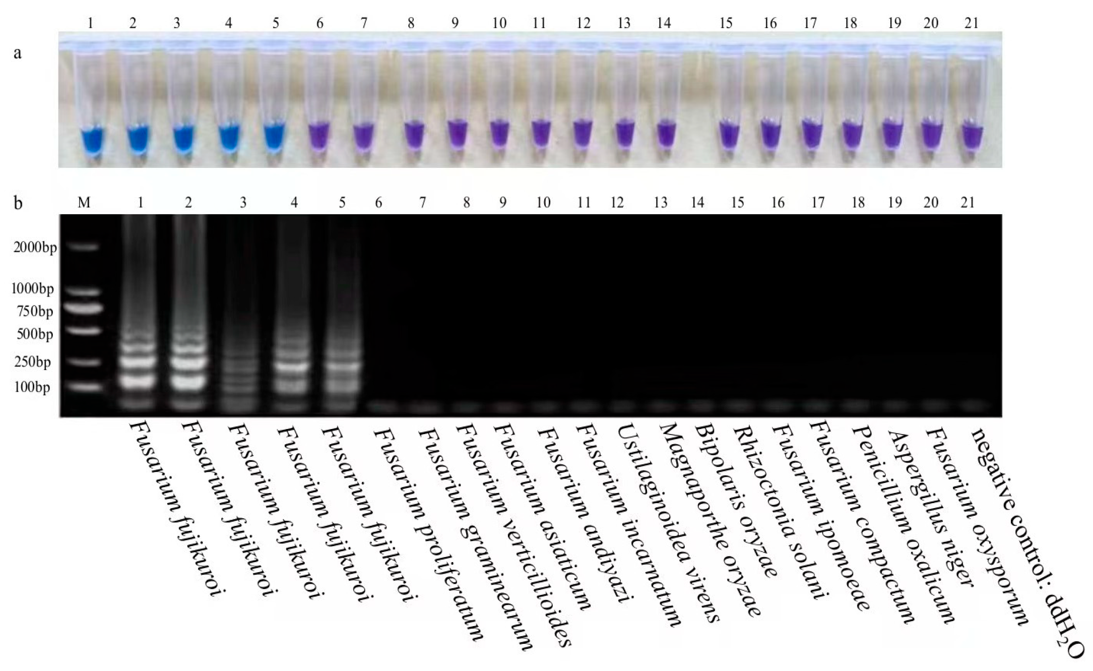 Agriculture 15 01319 g002