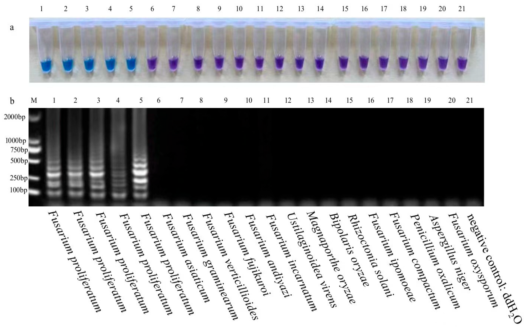 Agriculture 15 01319 g004