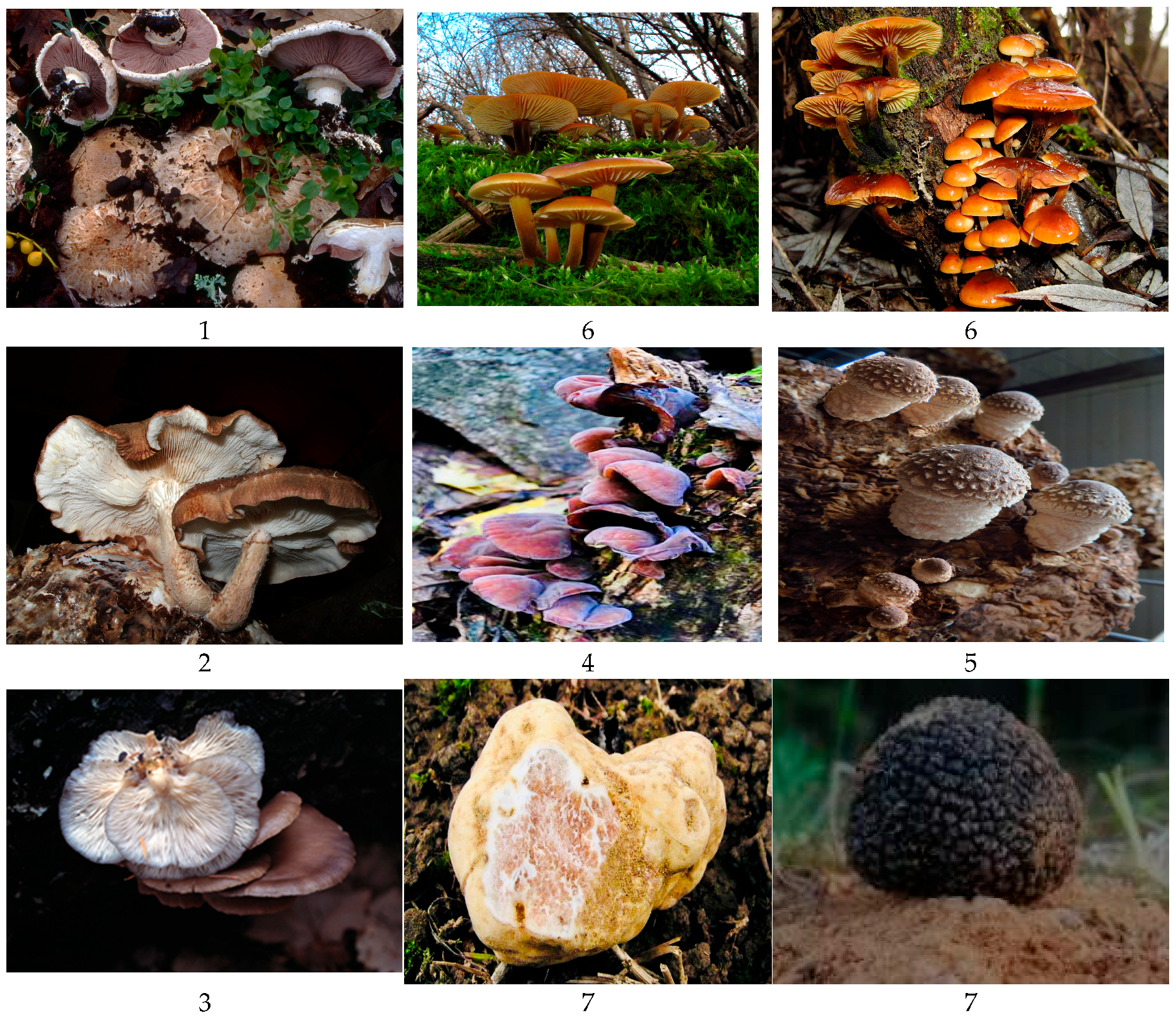 Agriculture 15 01329 g002