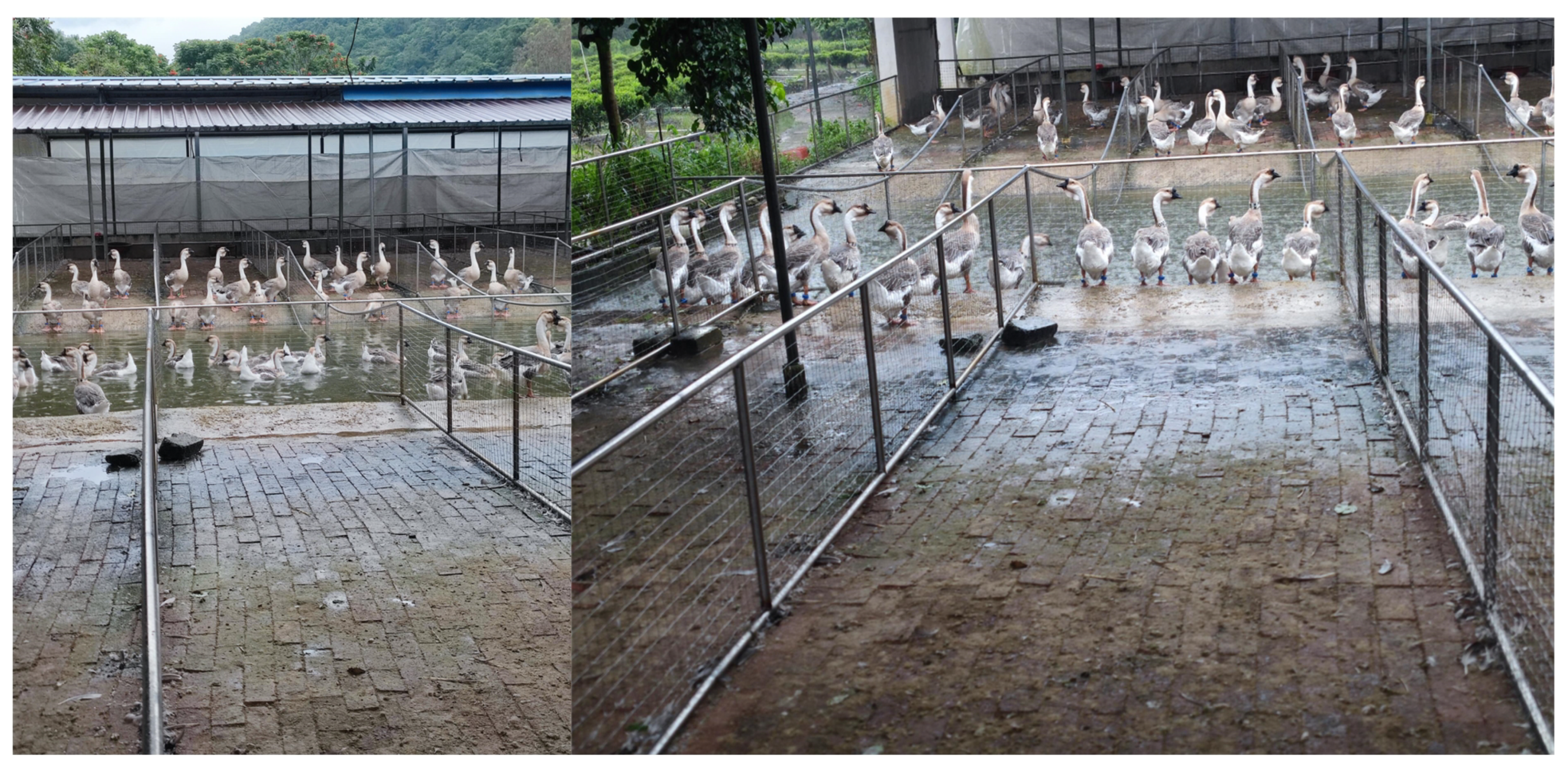 Agriculture 15 01345 g001