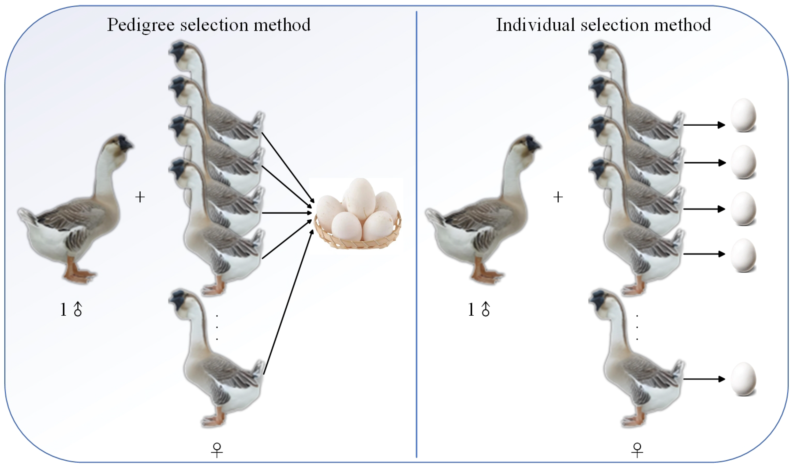 Agriculture 15 01345 g002
