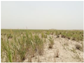 Agriculture 15 01376 i004