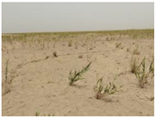 Agriculture 15 01376 i005