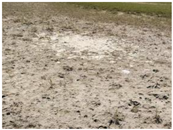 Agriculture 15 01376 i006