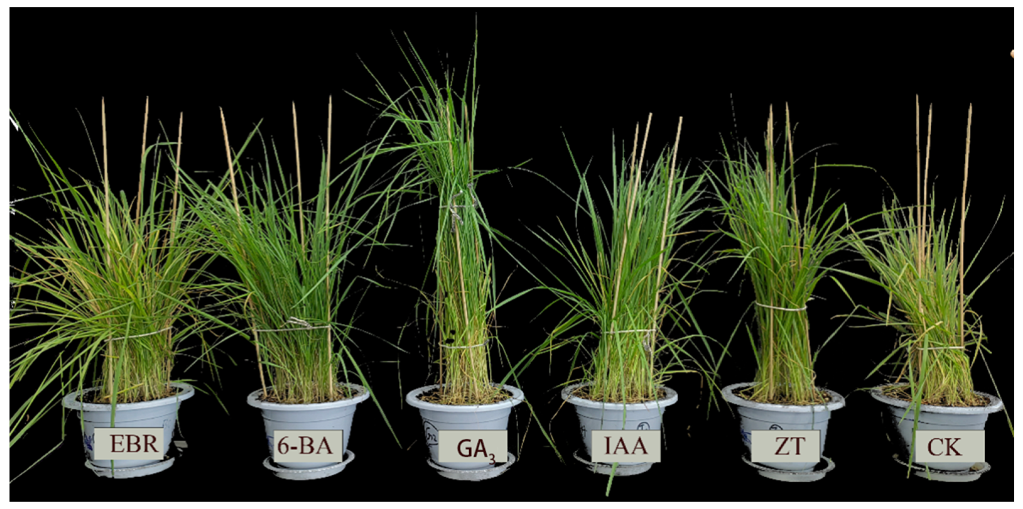 Agriculture 15 01407 g002