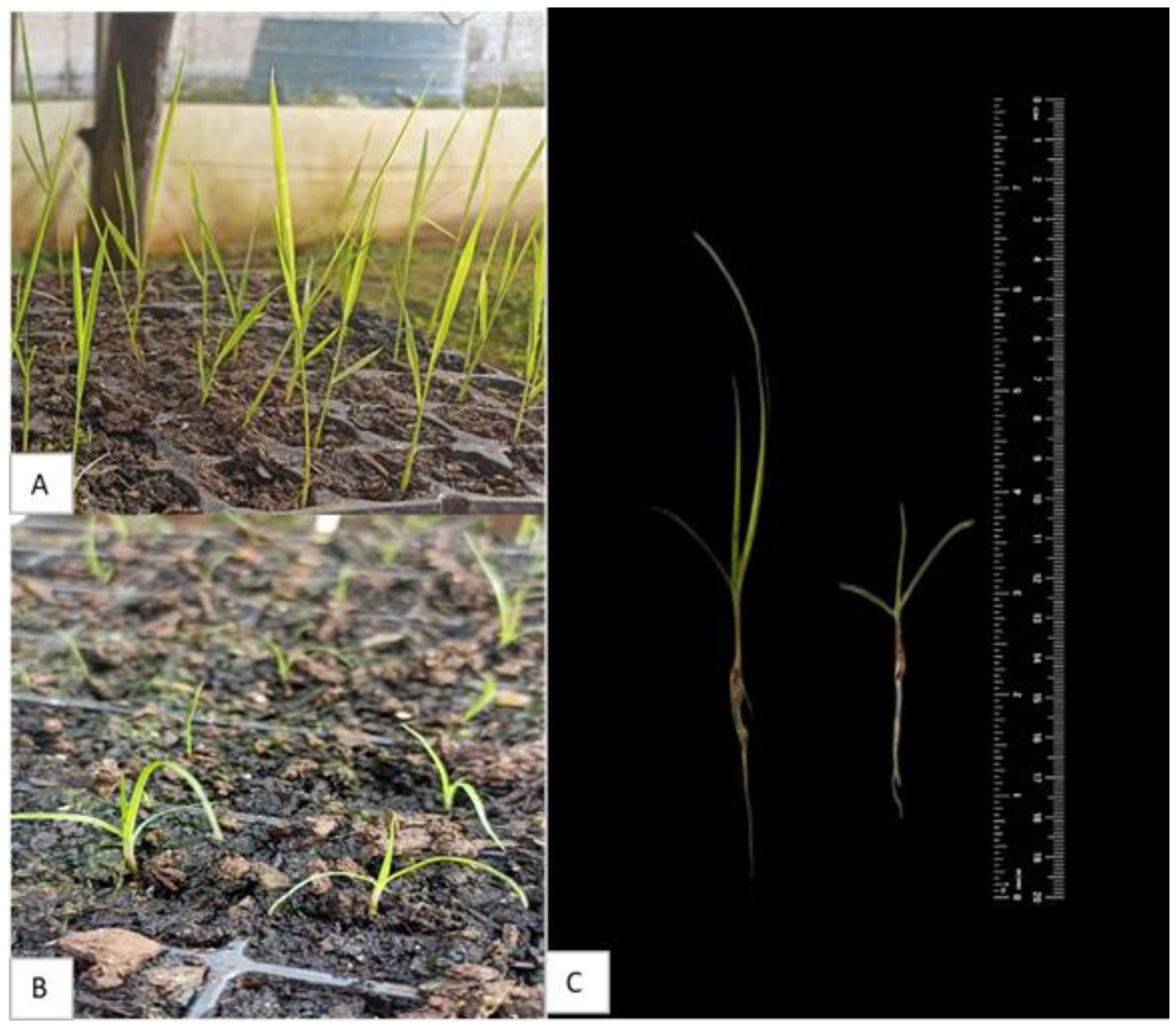 Agriculture 15 01431 g001