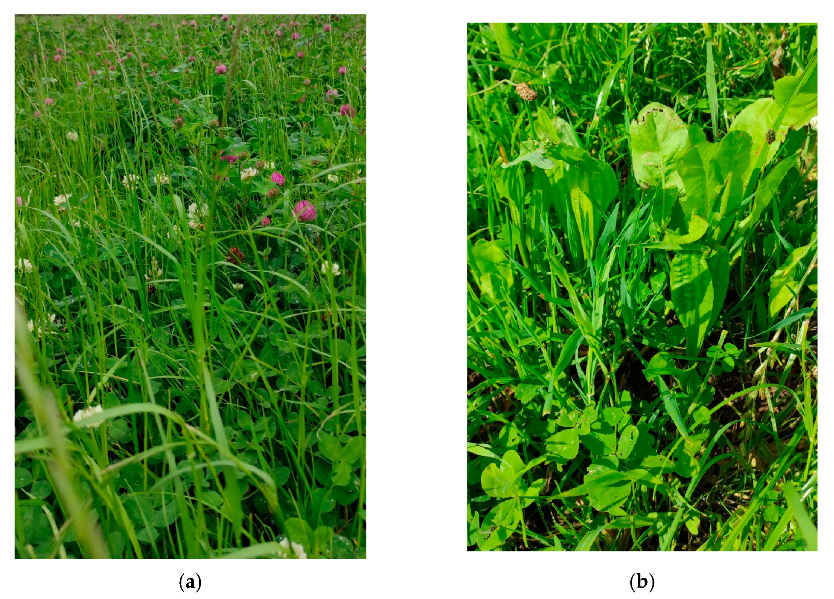 Agriculture 15 01438 g004 Agriculture 15 01438 g004