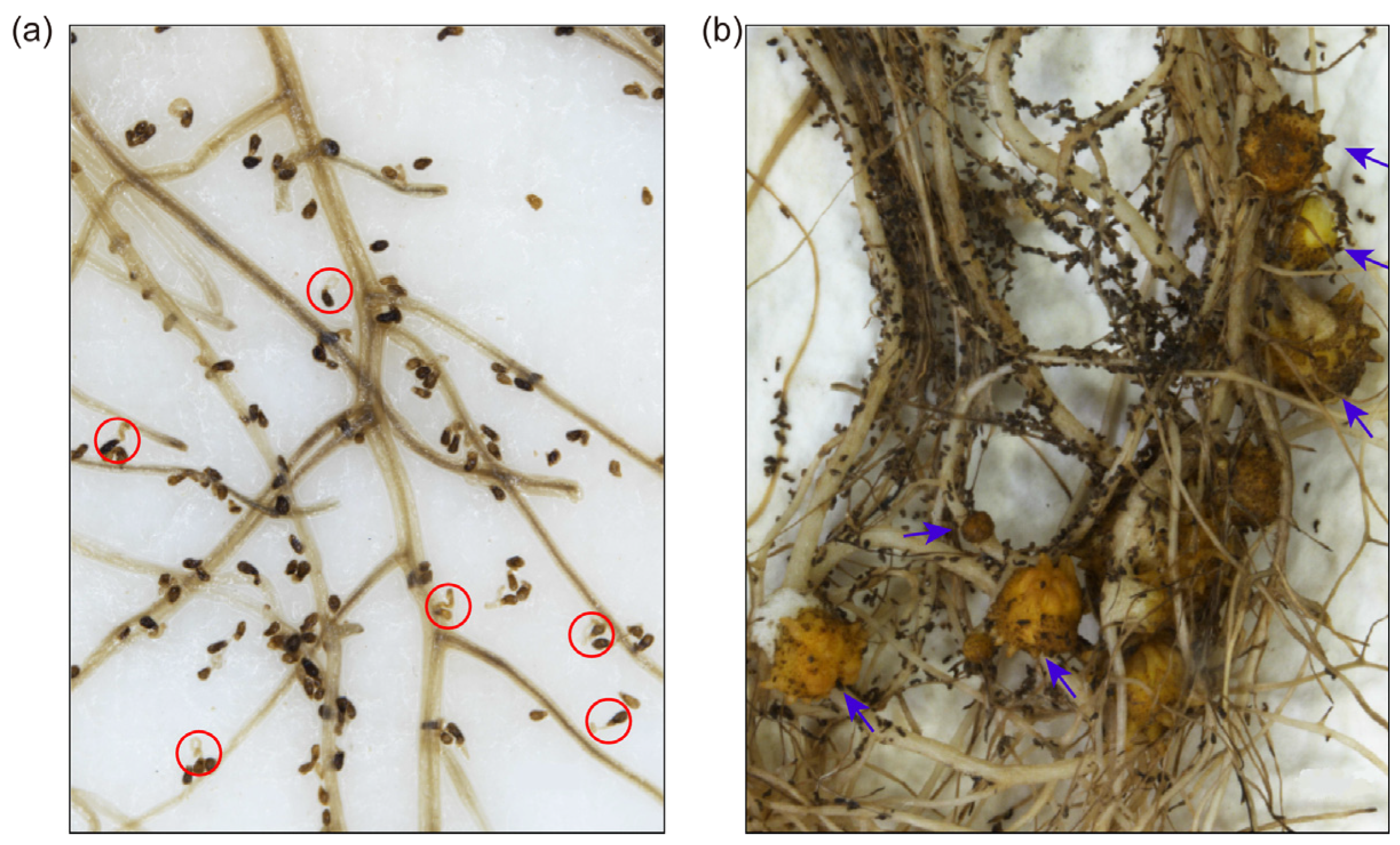 Agriculture 15 01492 g001
