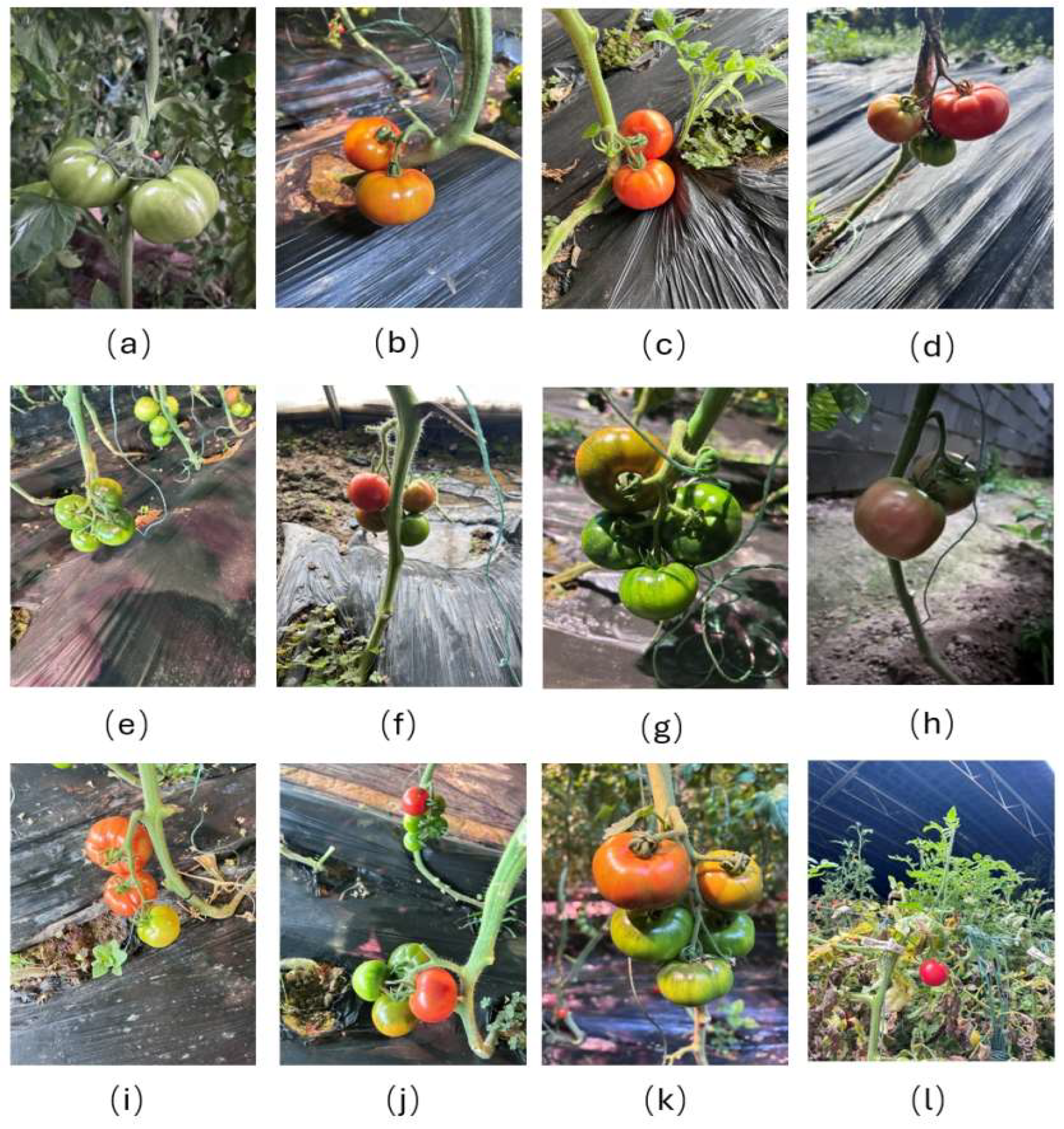 Agriculture 15 01497 g001