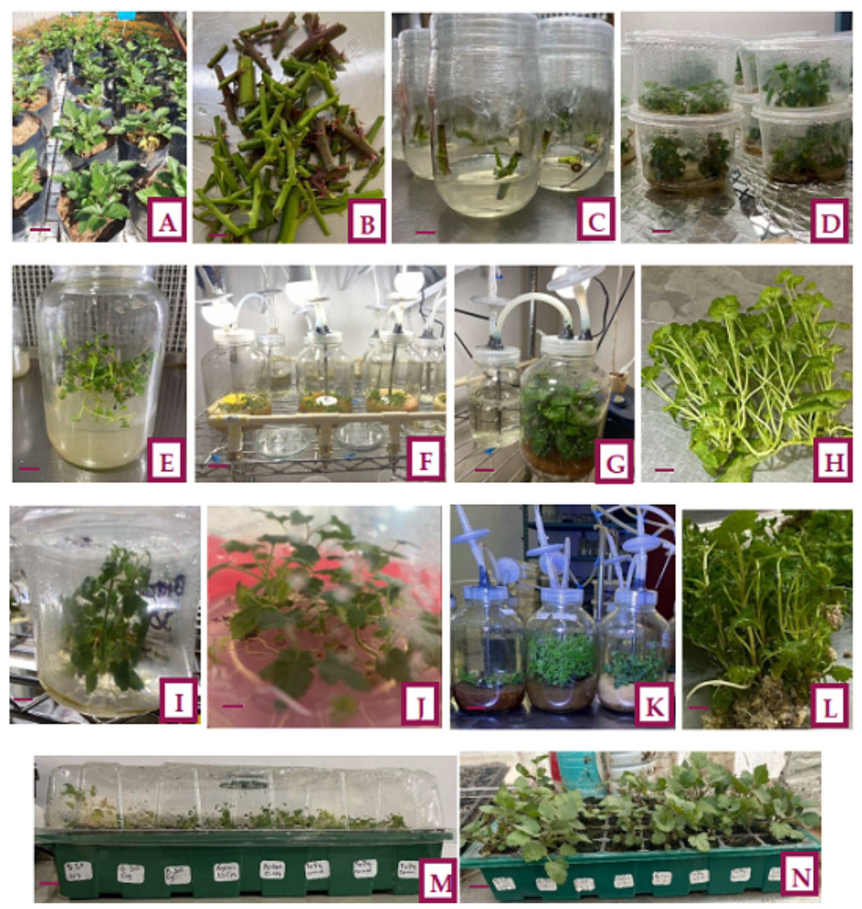 Agriculture 15 01505 g006