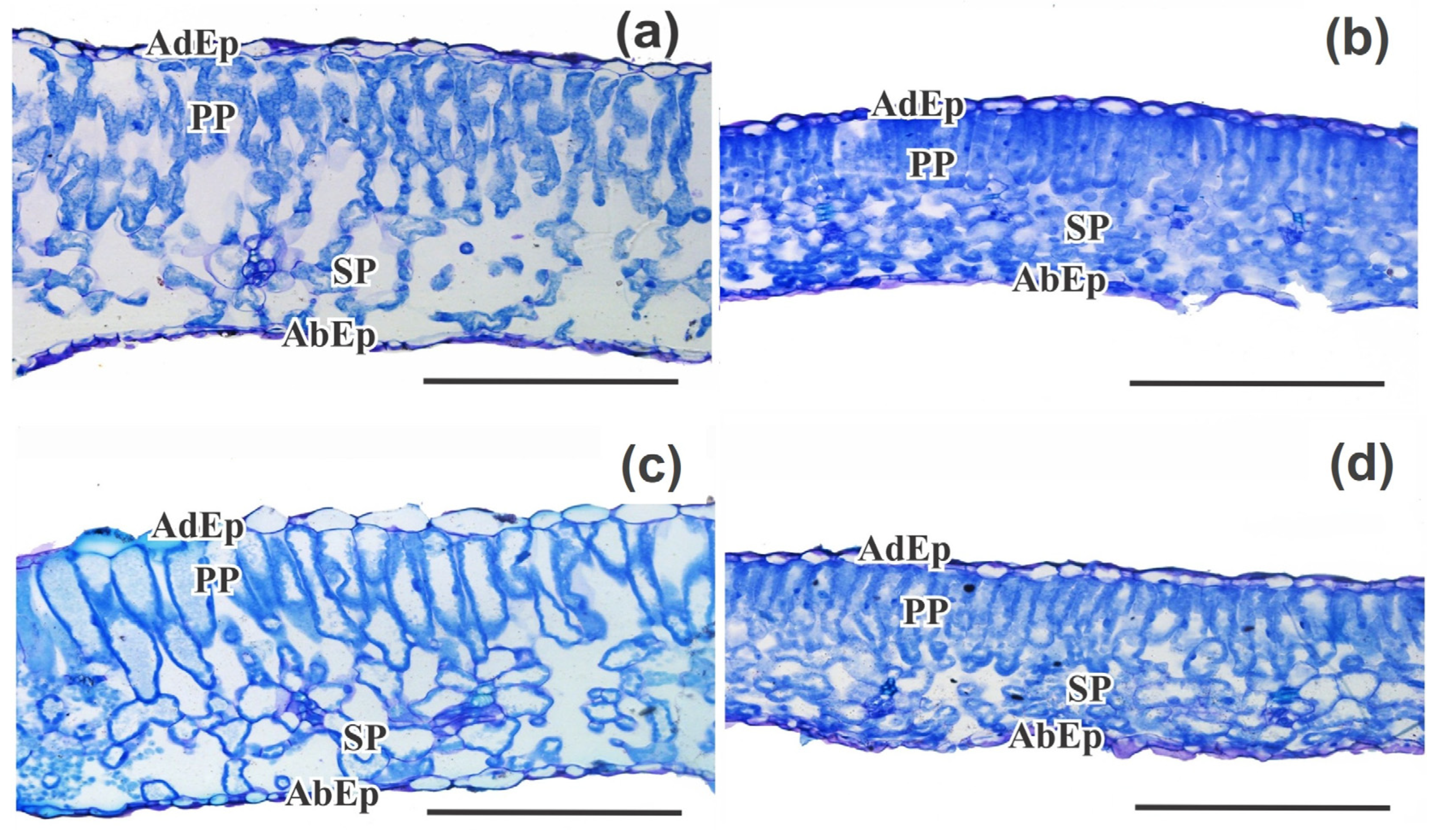 Agriculture 15 01518 g007