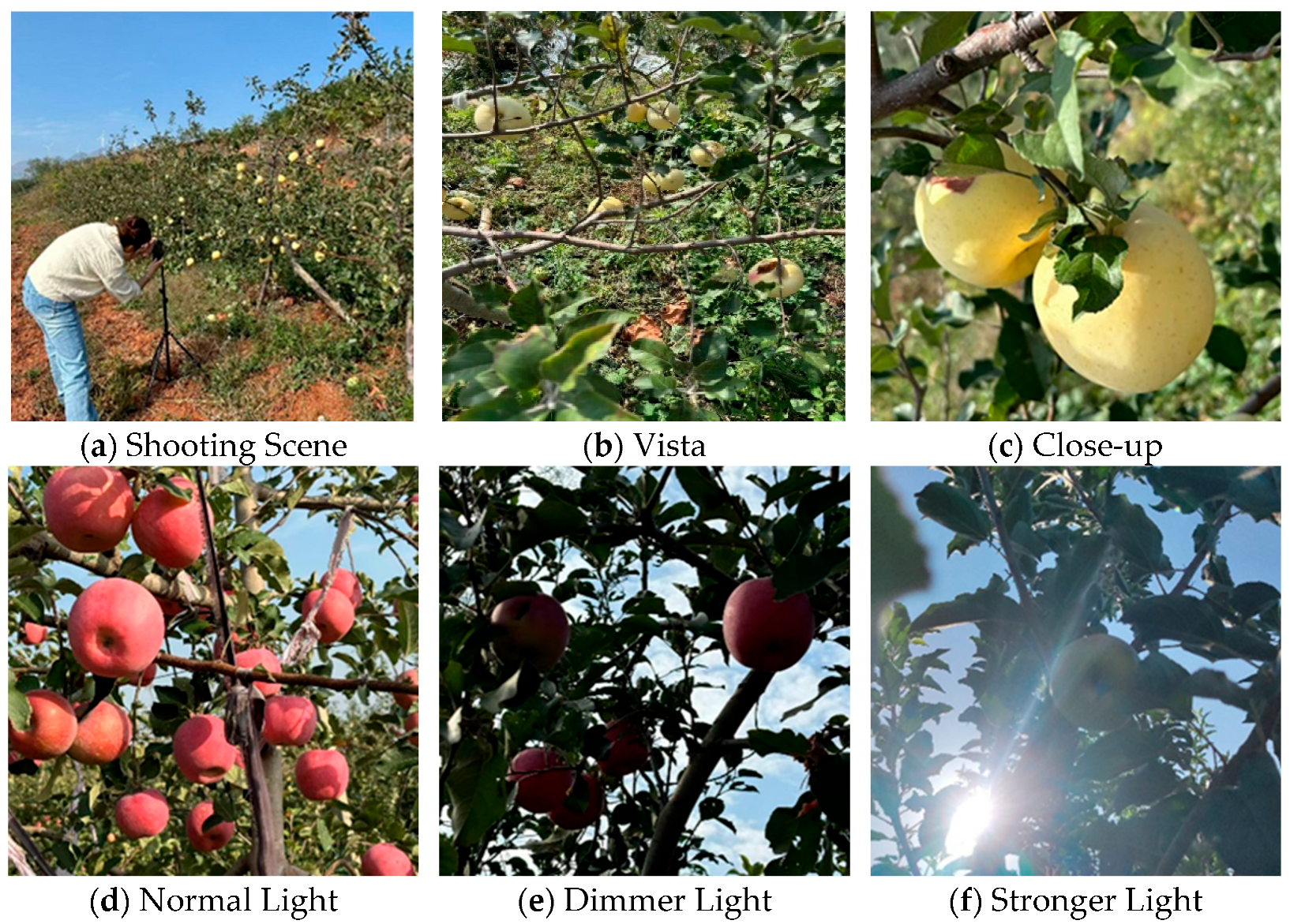 Agriculture 15 01521 g001