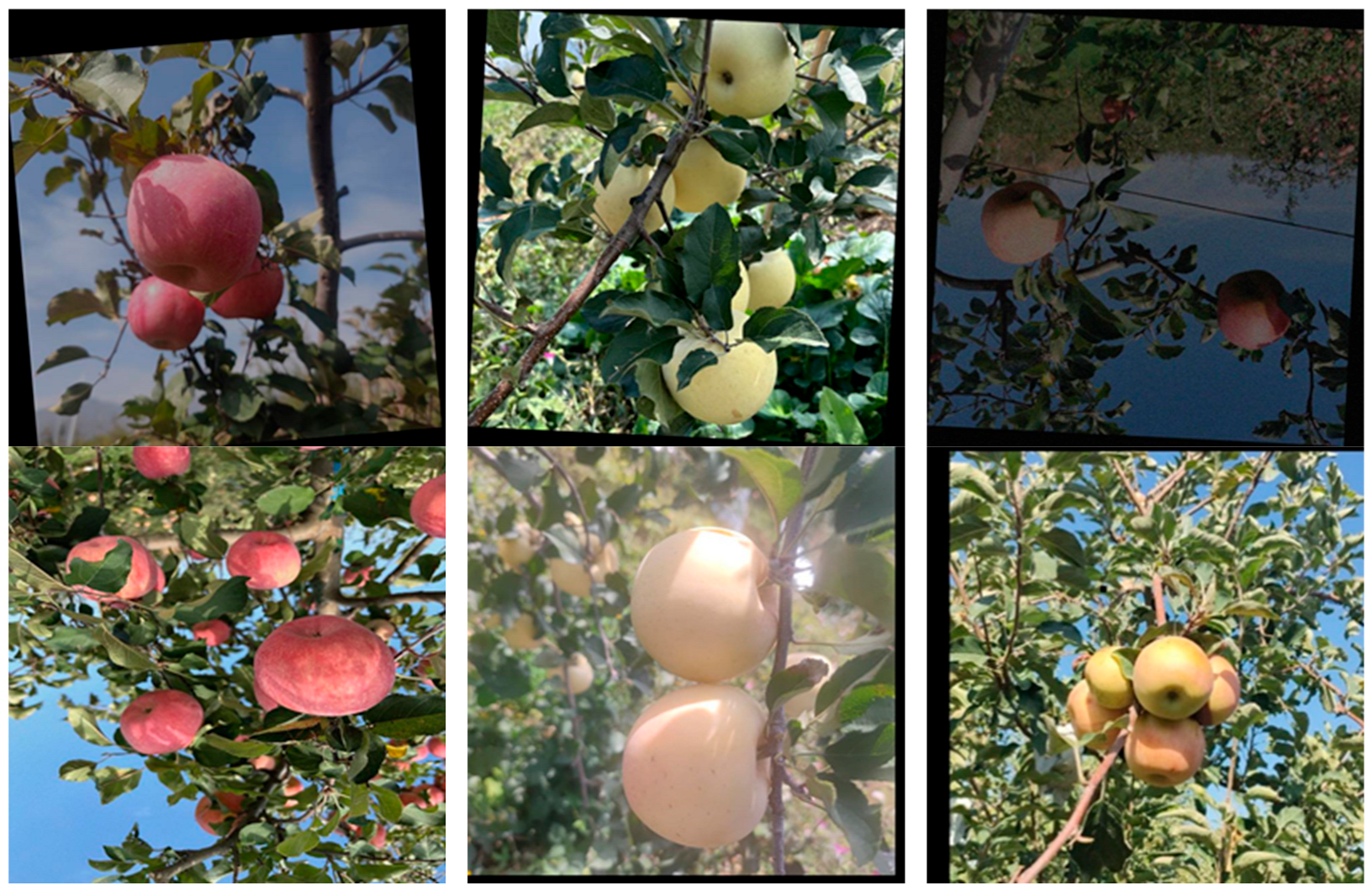 Agriculture 15 01521 g002b