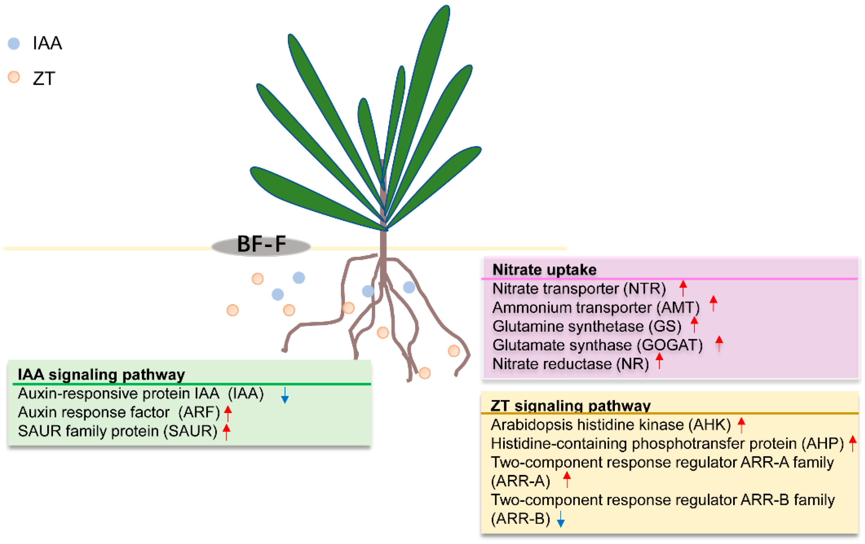 Agriculture 15 01522 g005