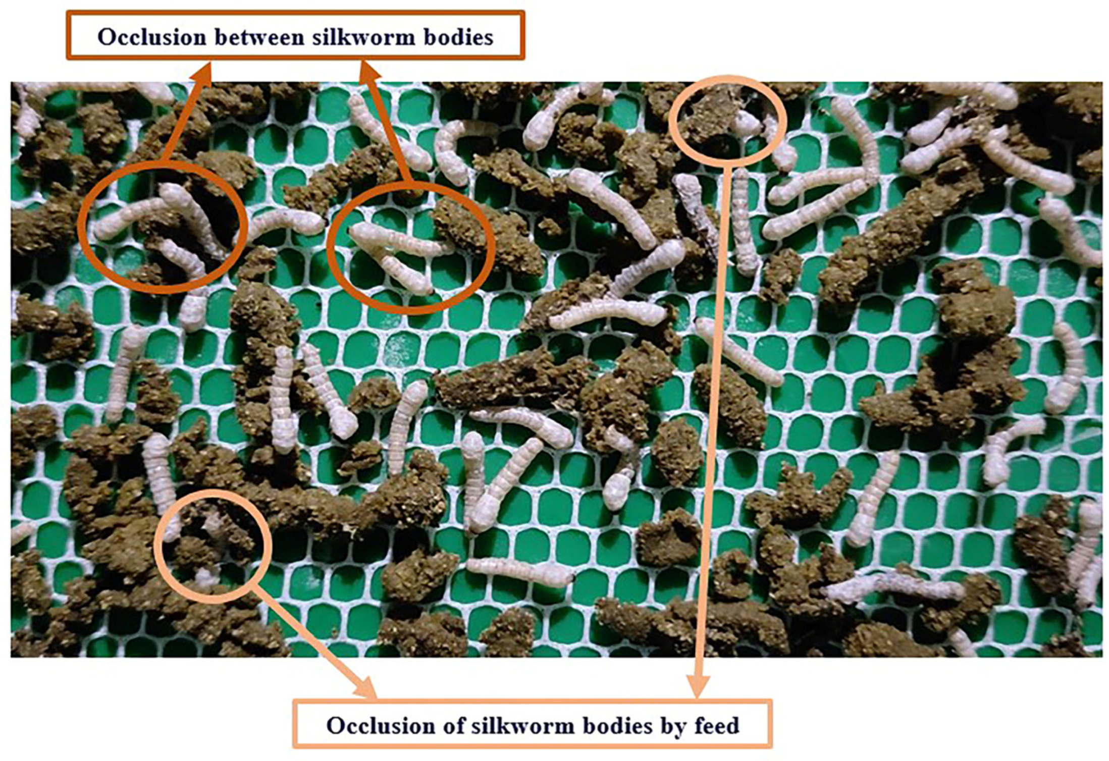 Agriculture 15 01524 g002