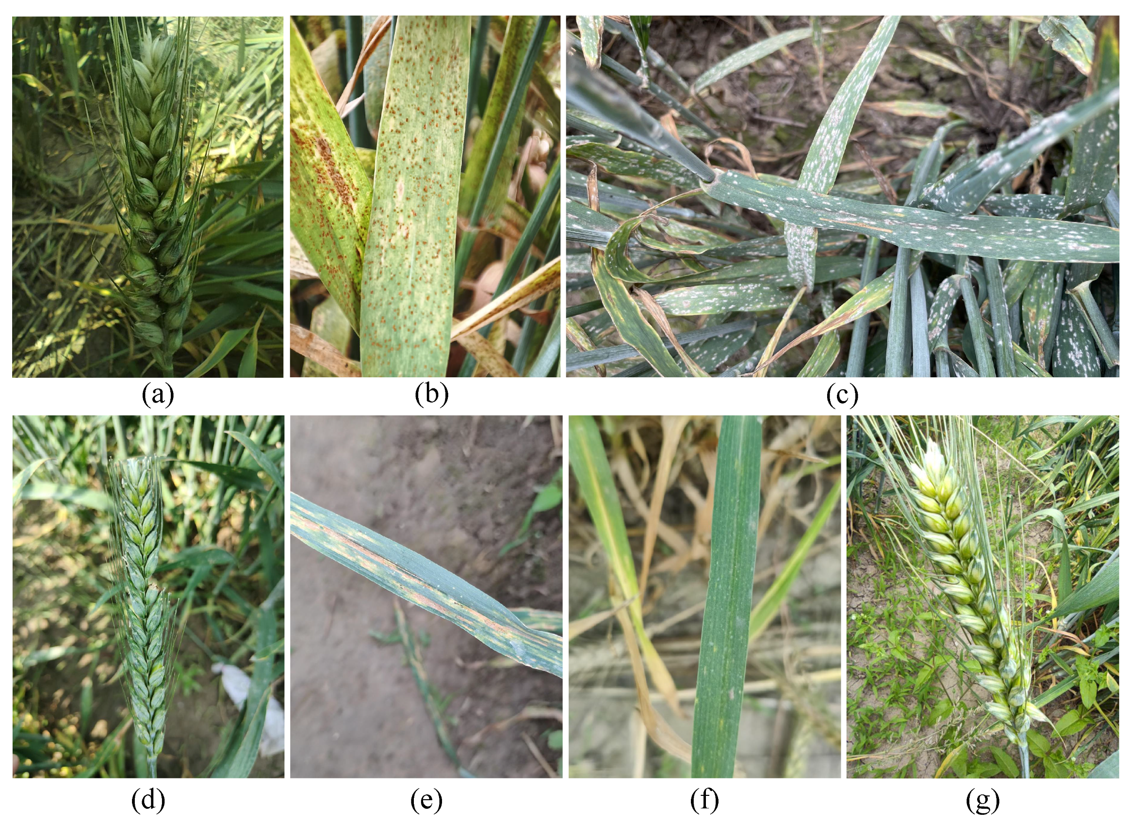 Agriculture 15 01526 g001