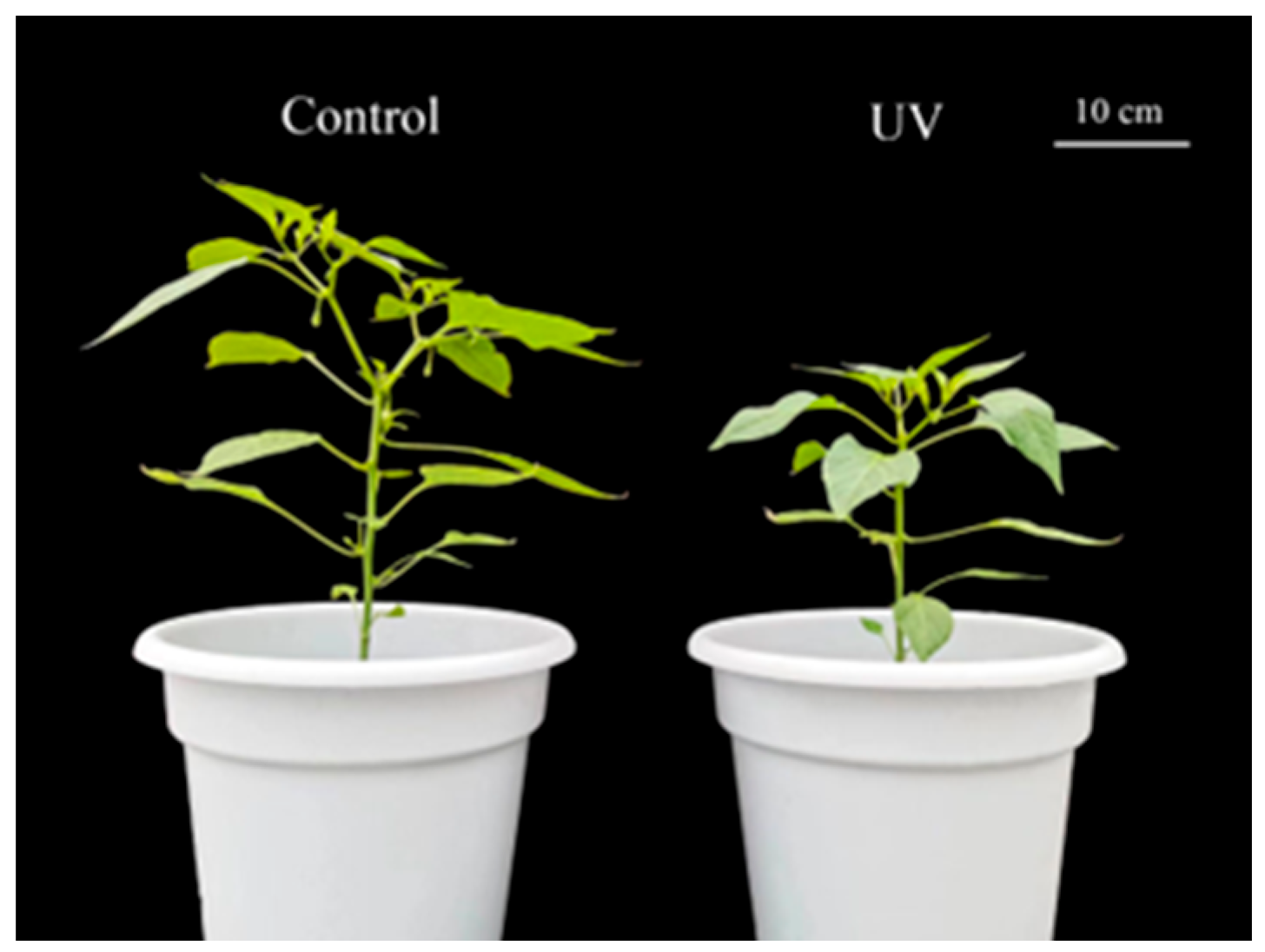 Agriculture 15 01535 g001