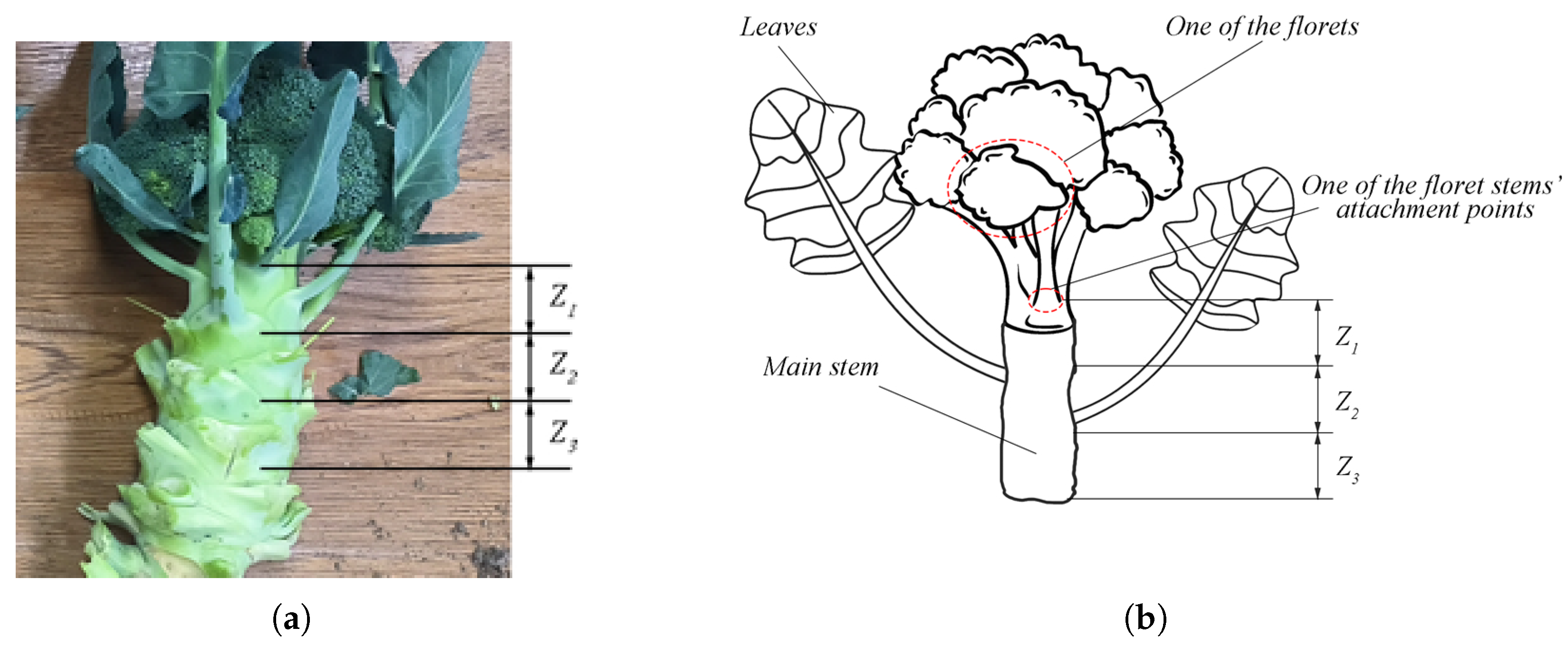 Agriculture 15 01537 g006