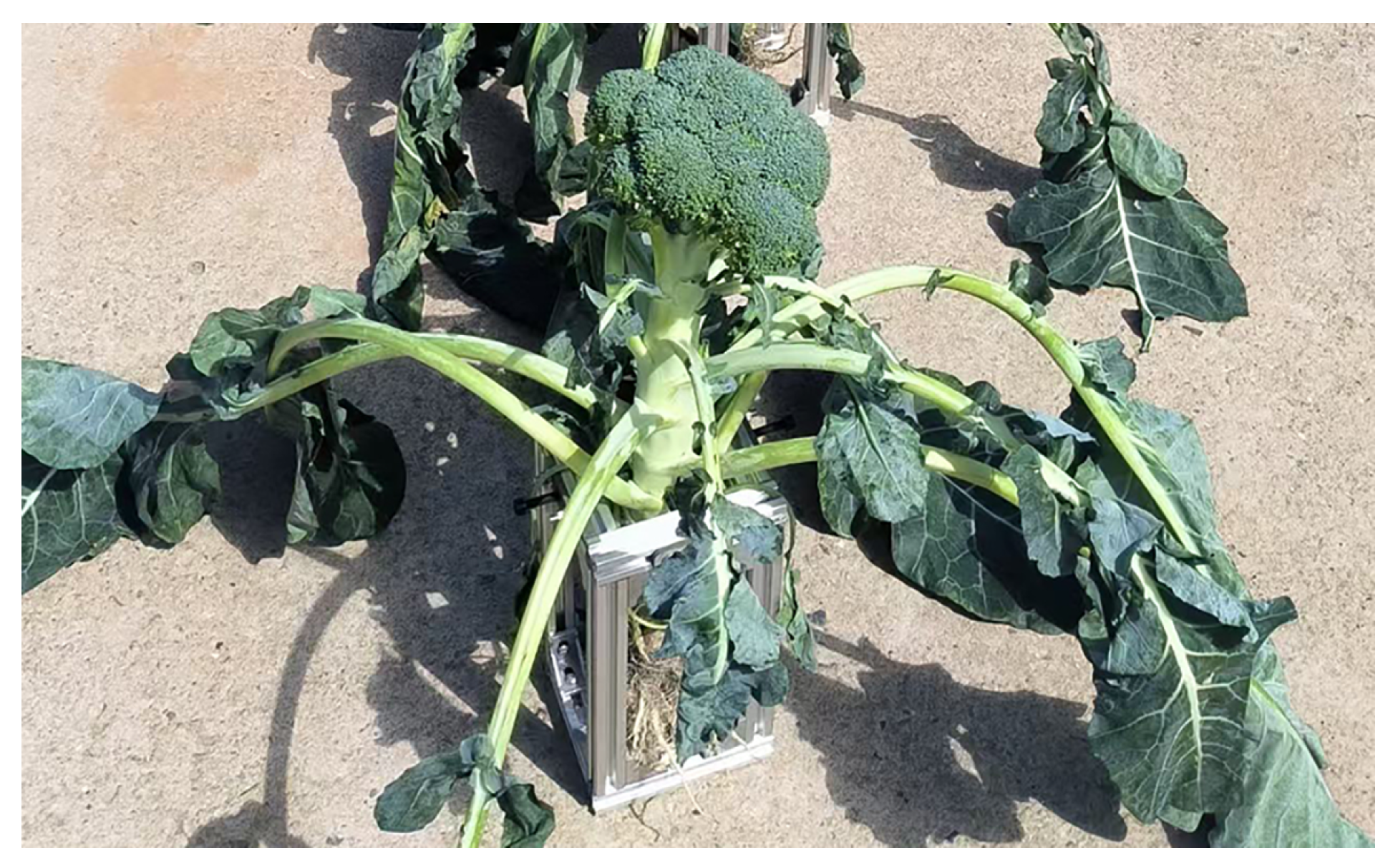 Agriculture 15 01537 g011