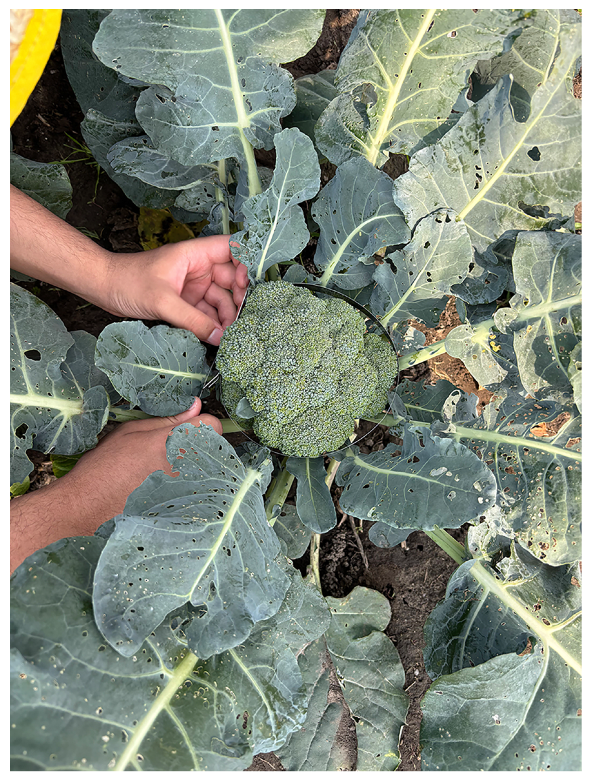 Agriculture 15 01537 g013