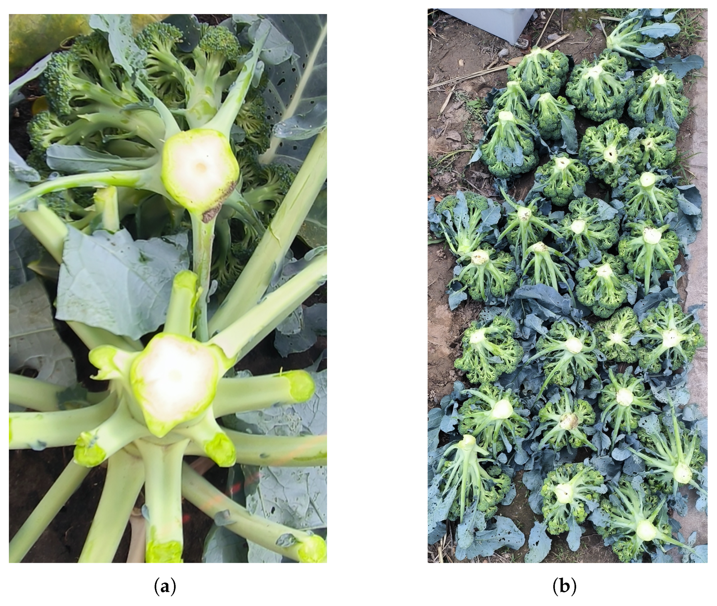 Agriculture 15 01537 g015