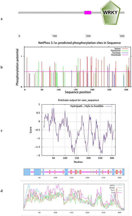 Cloning and Functional Validation of the Candidate Gene