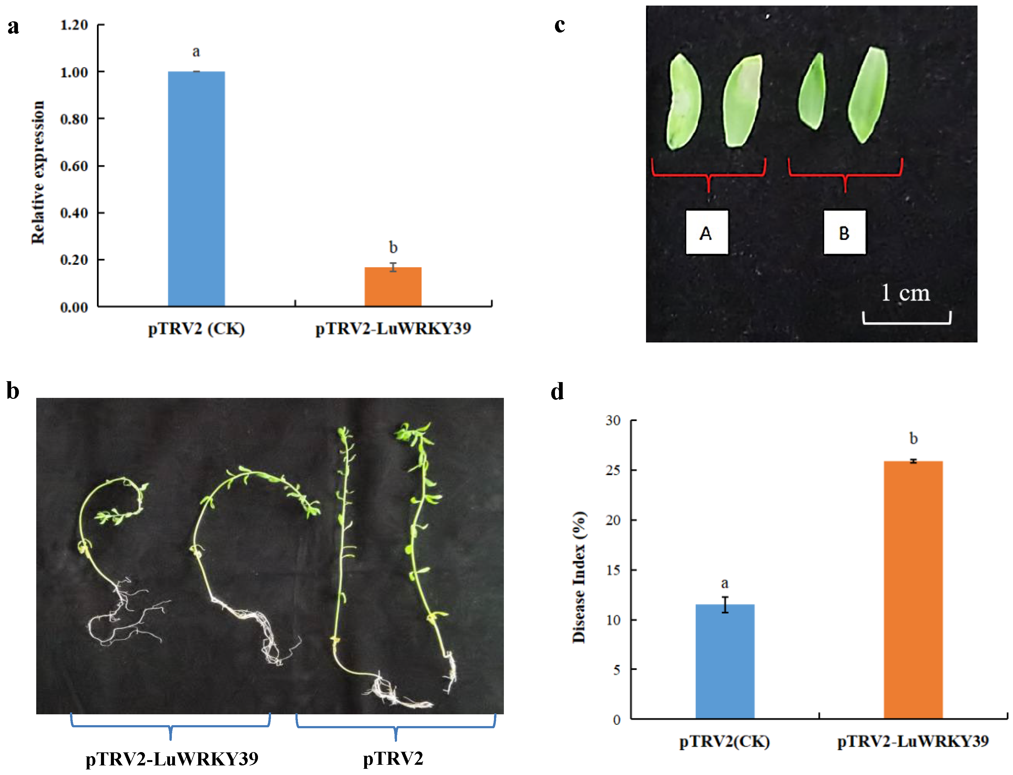 Wa' Docloページ Cloning and Functional Validation of the Candidate Gene