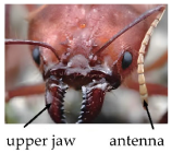 Agriculture 15 01576 i006