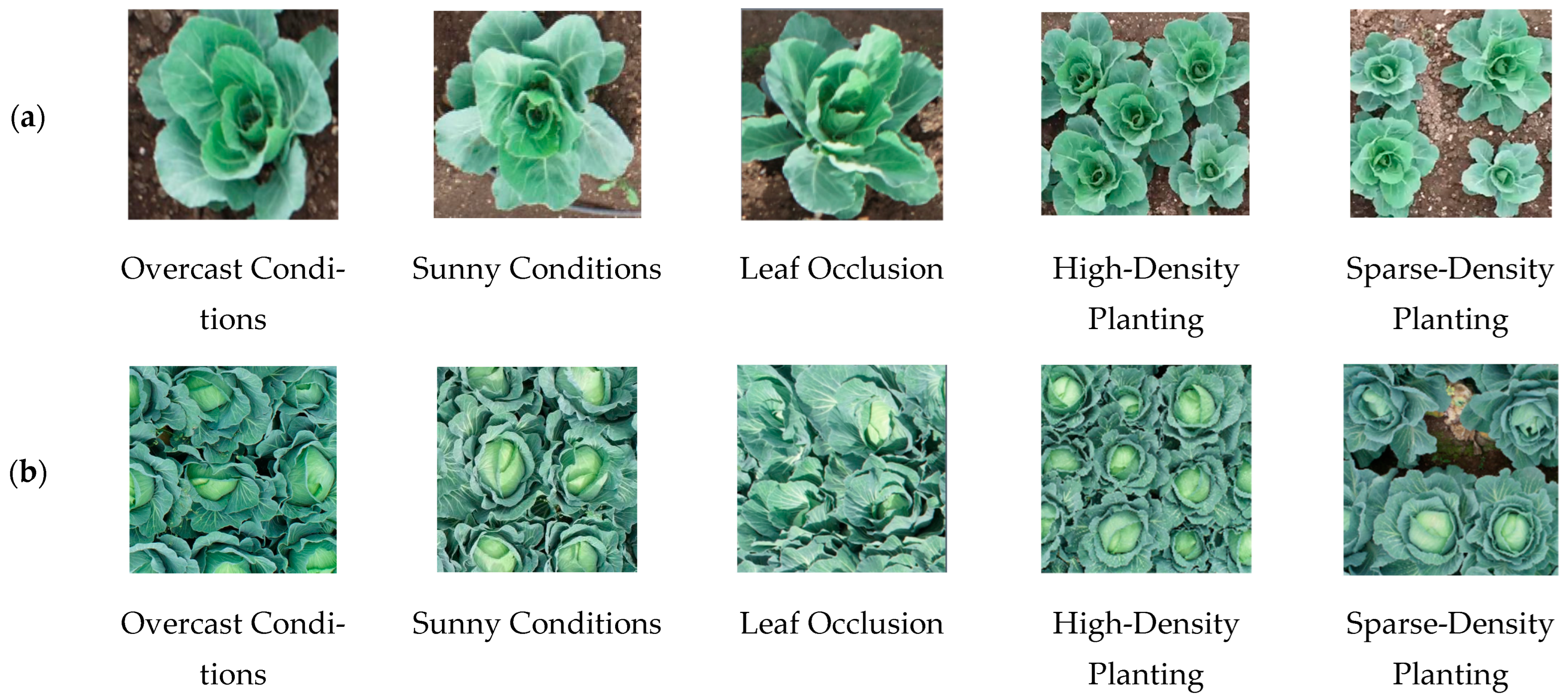 Agriculture 15 01723 g002 Agriculture 15 01723 g002