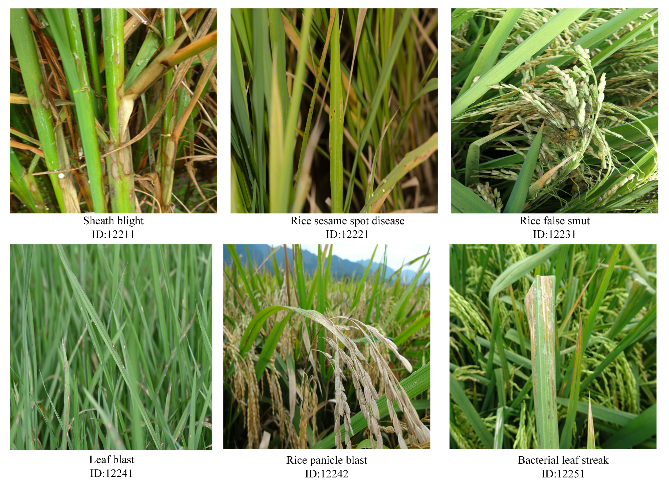 Agriculture 15 01724 g001 Agriculture 15 01724 g001