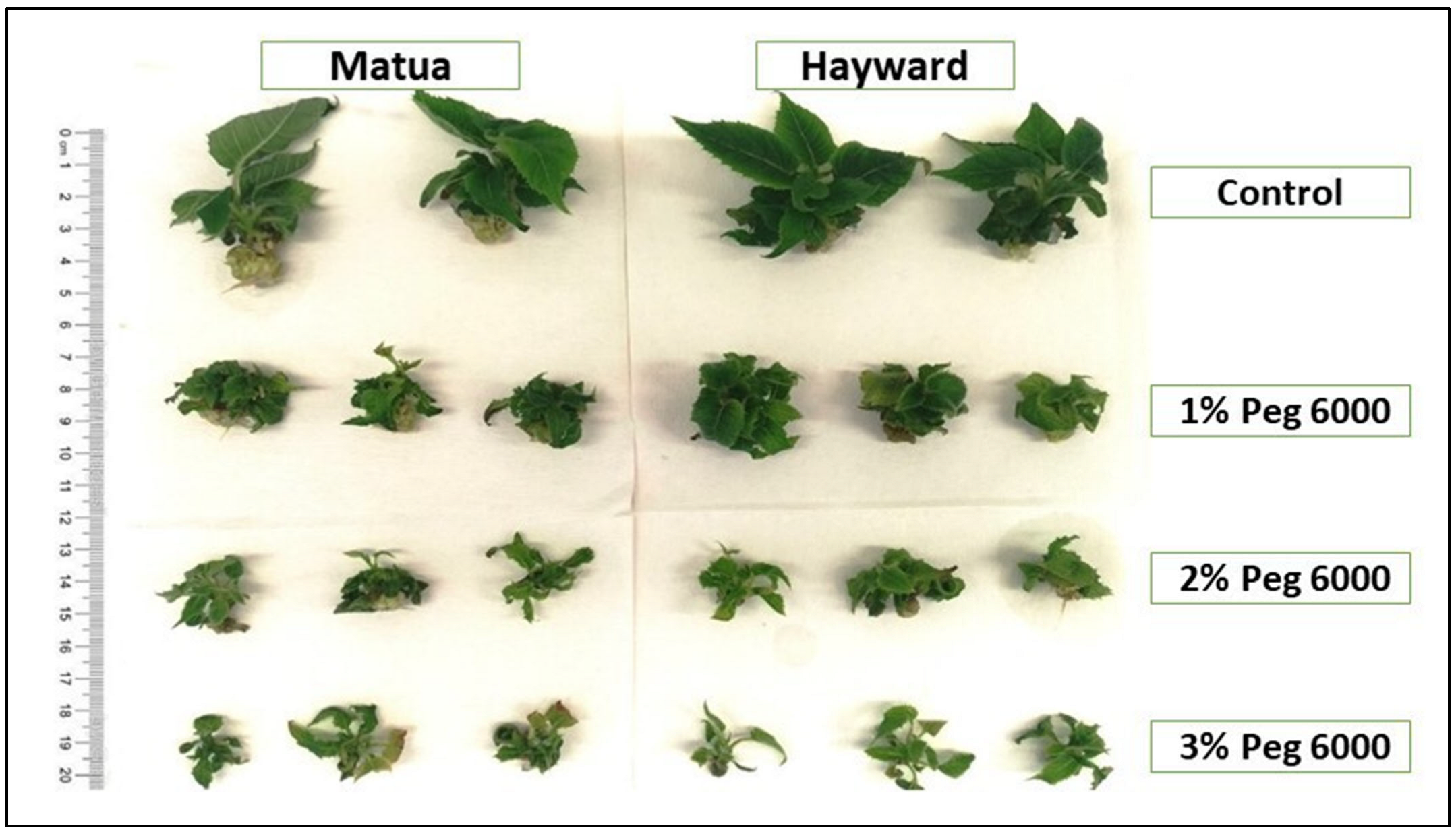 Agriculture 15 01733 g001