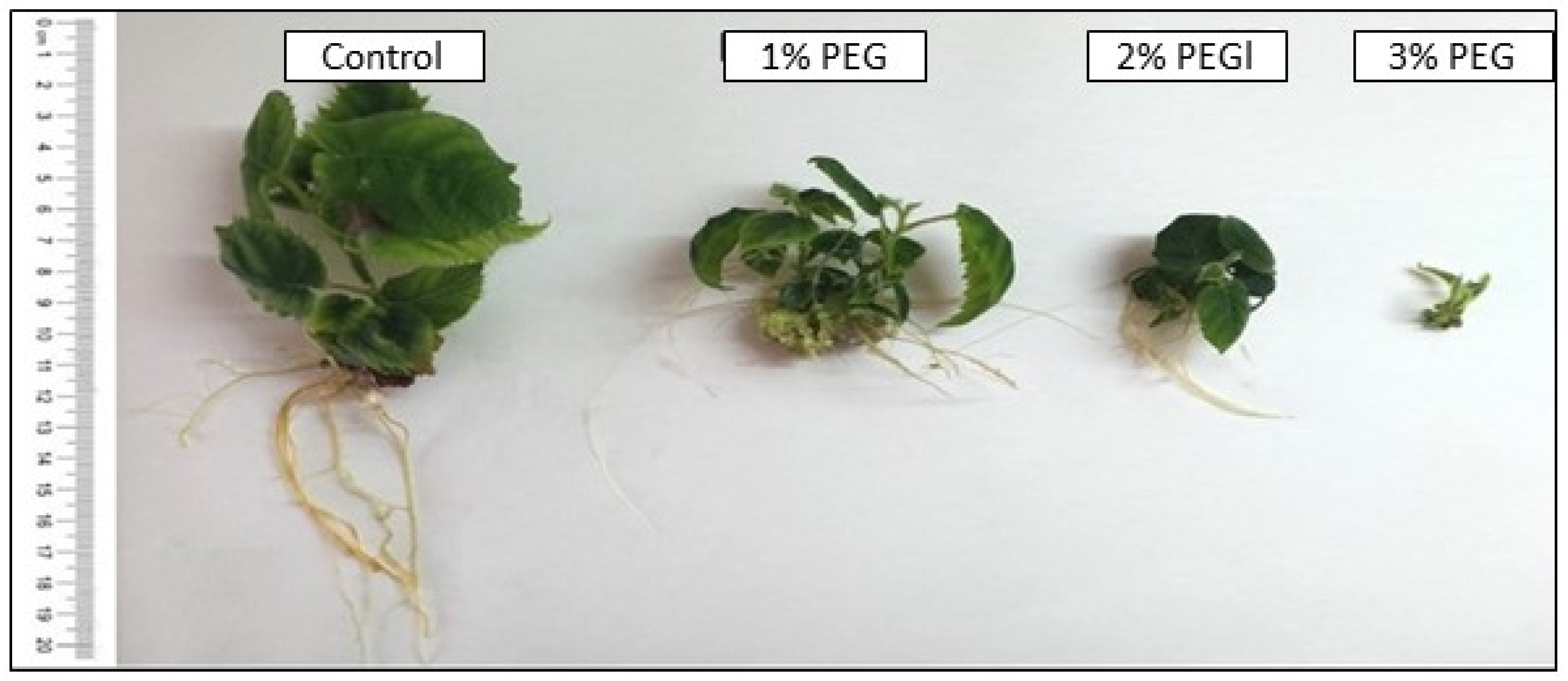 Agriculture 15 01733 g002